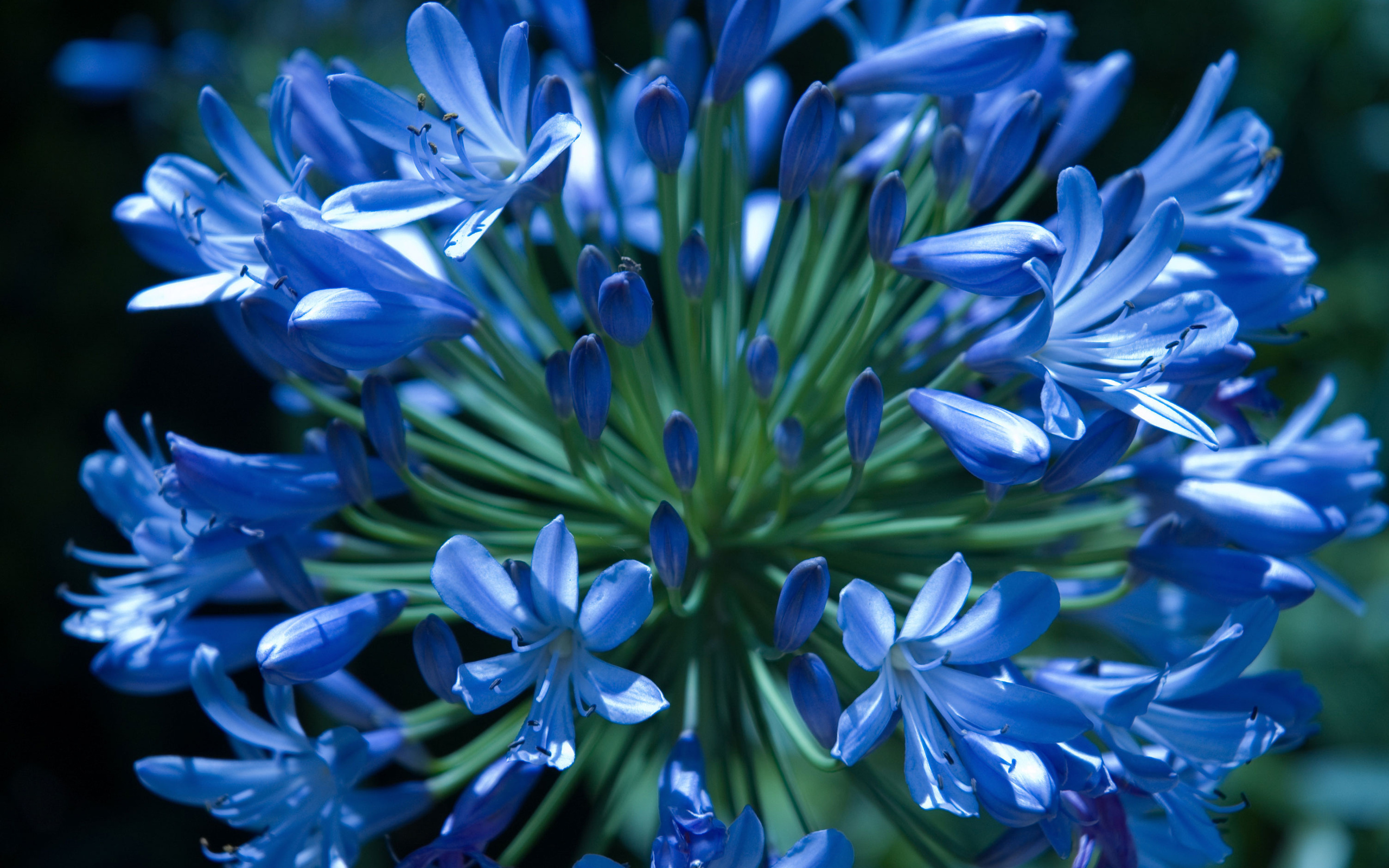 Синие цветы на языке цветов. Агапантус синий. Агапантус полевой. Агапантус гибридный Blue Baby. Агапантус цветок.