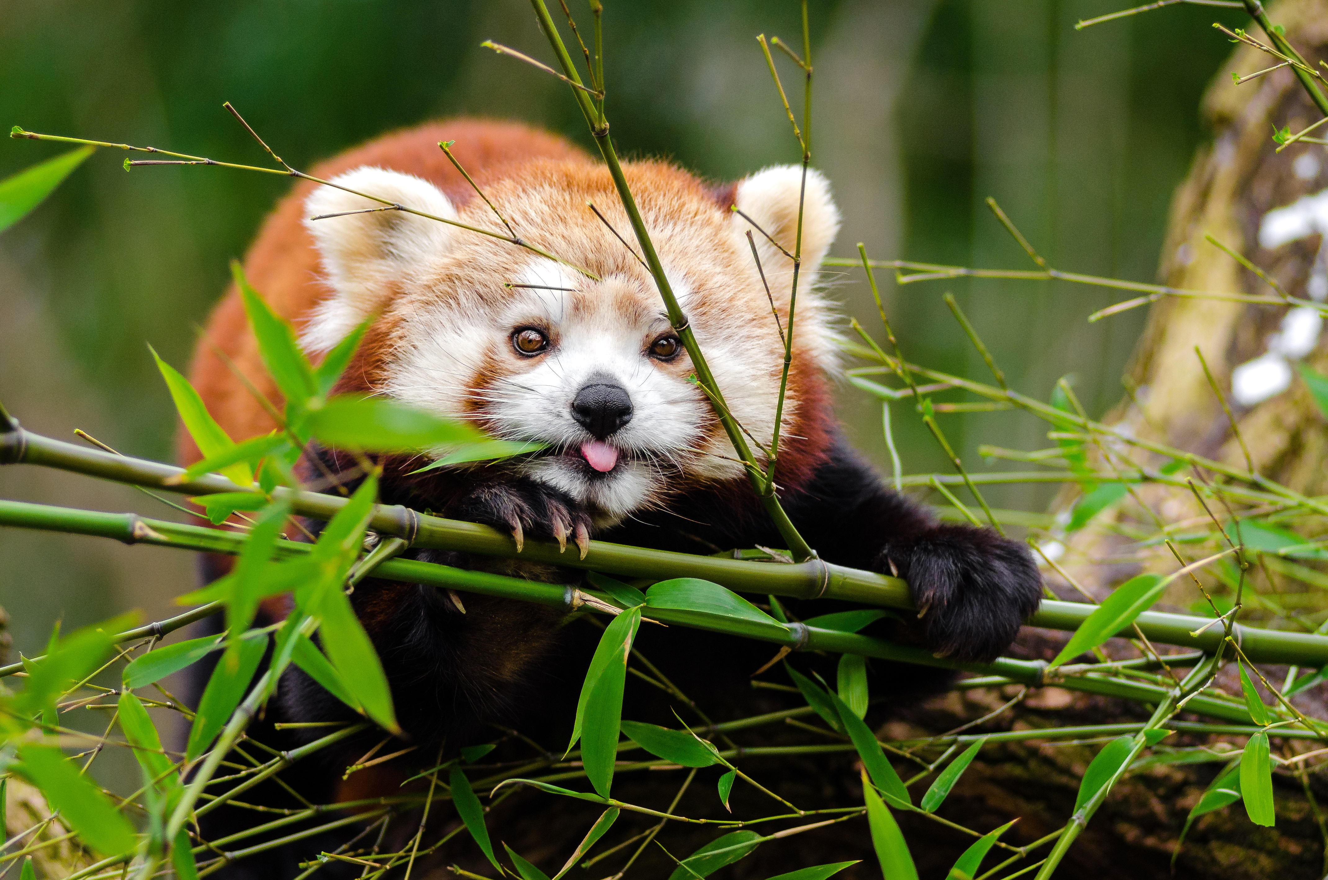 branches, funny, animals, nice, sweetheart, protruding tongue, tongue stuck out, bamboo, panda, little panda, small panda Full HD