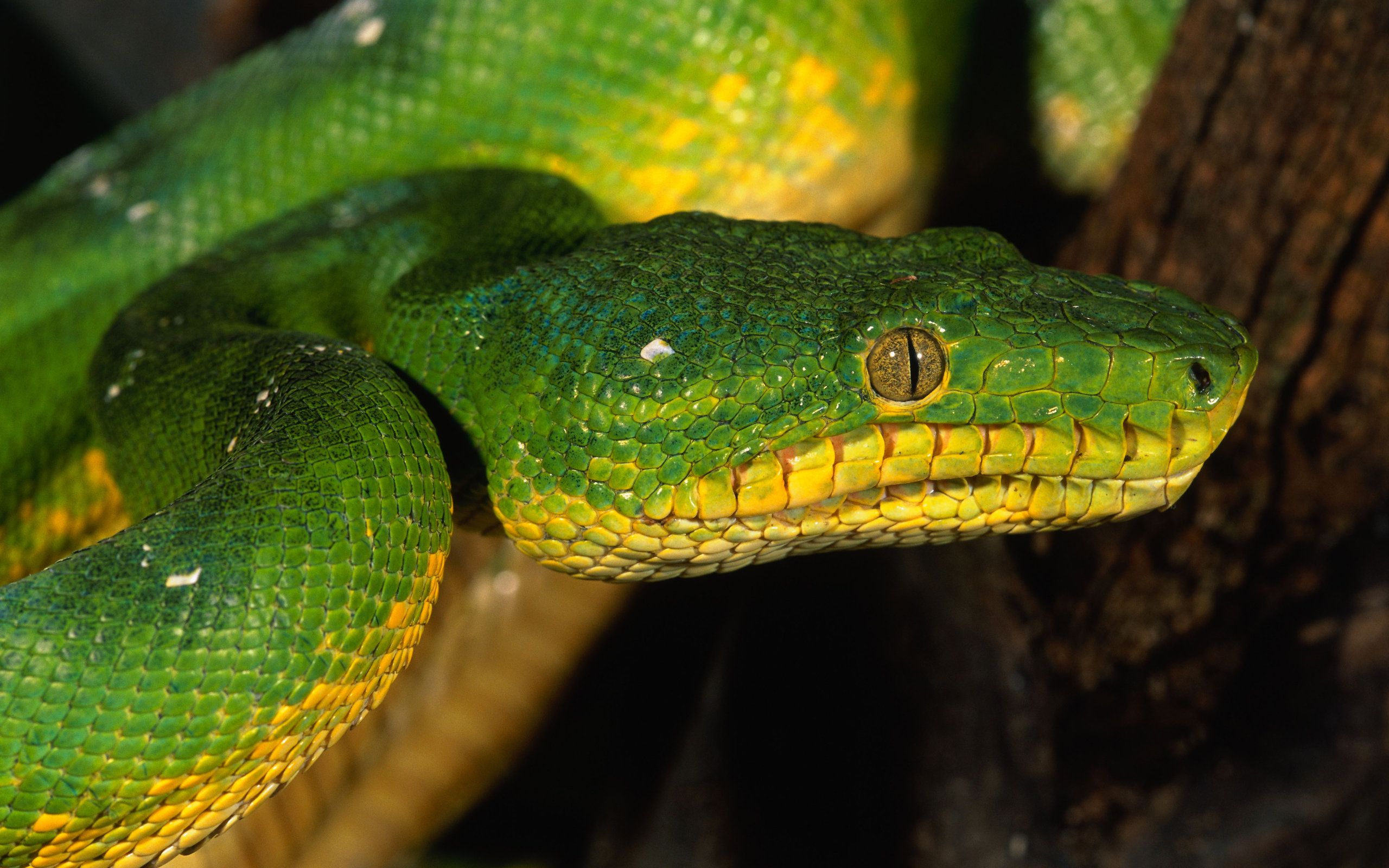 1437034 Bild herunterladen tiere, python - Hintergrundbilder und Bildschirmschoner kostenlos