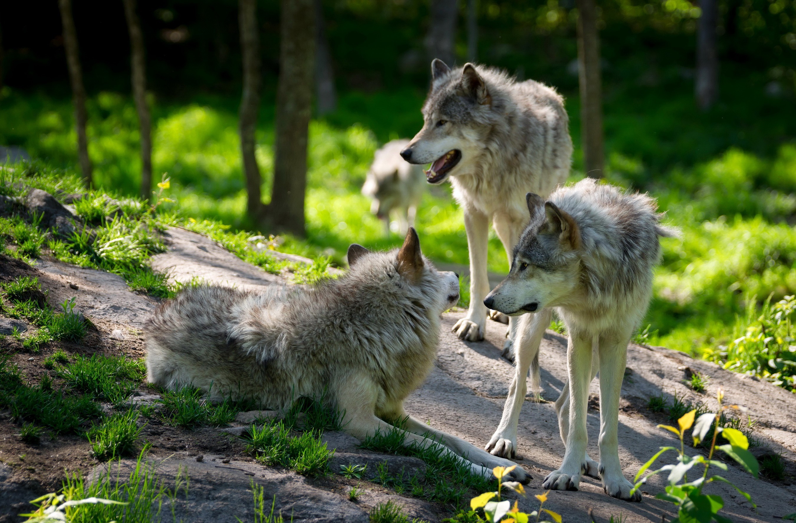 Волк с волчатами