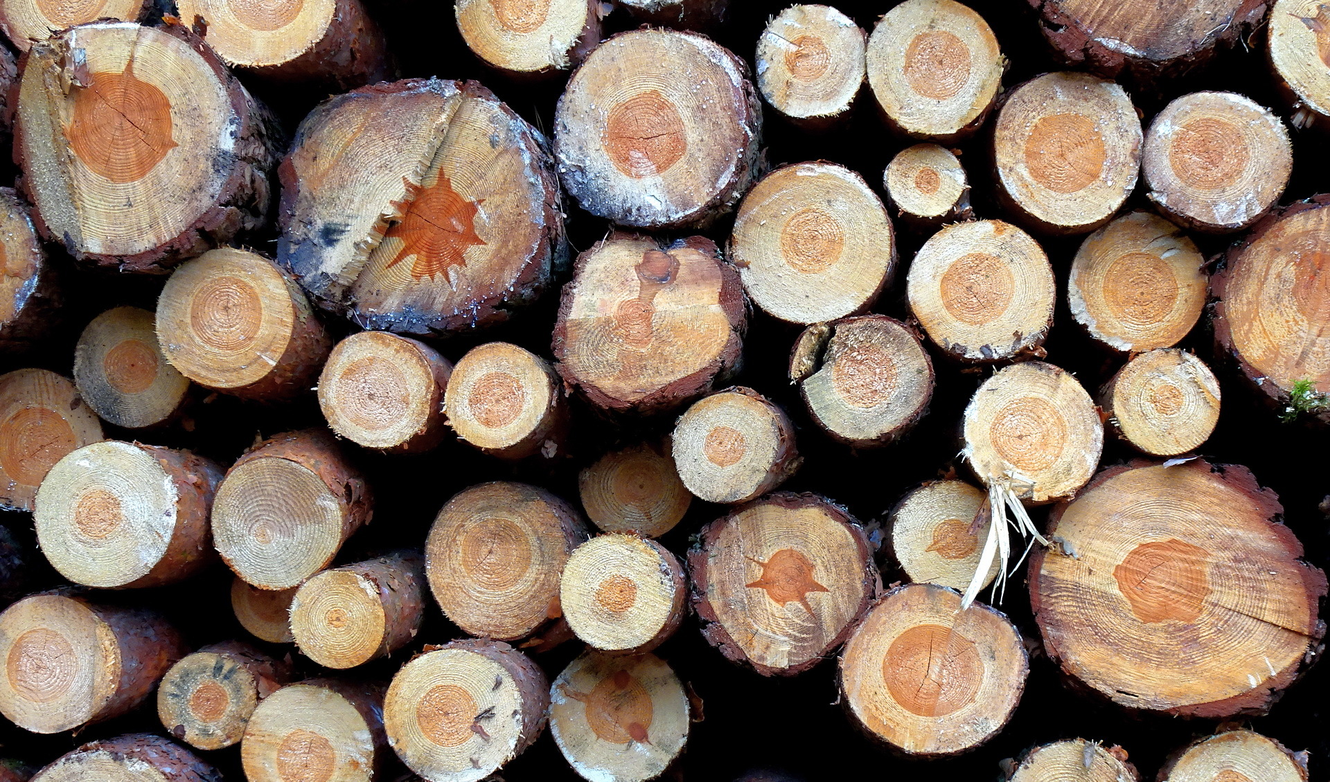 earth, wood, log 1080p