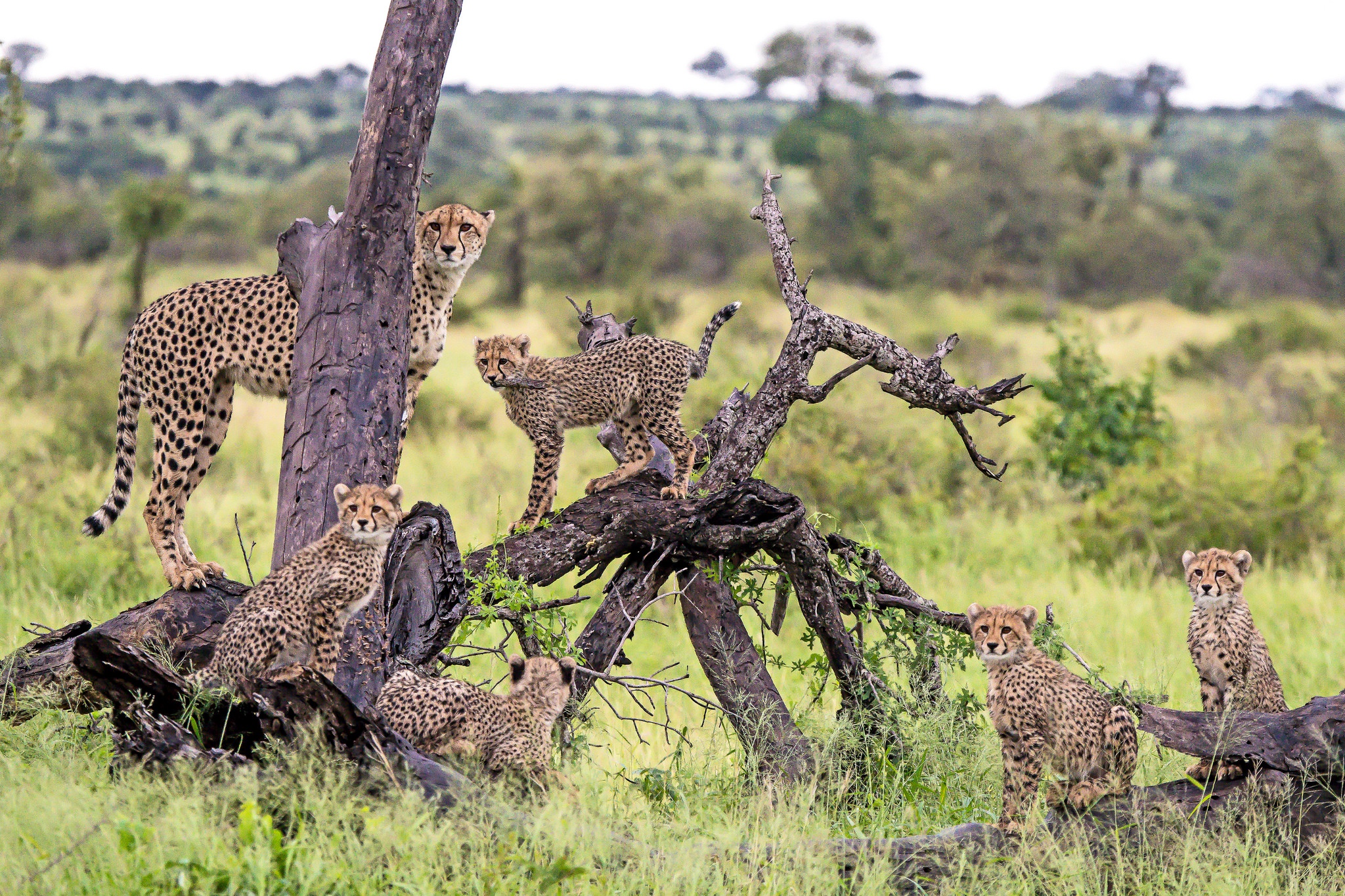 Хищники дикой африки видео. Южноафриканский гепард. Африка Саванна гепард. Животные саванны хищники. Гепард в Африке.