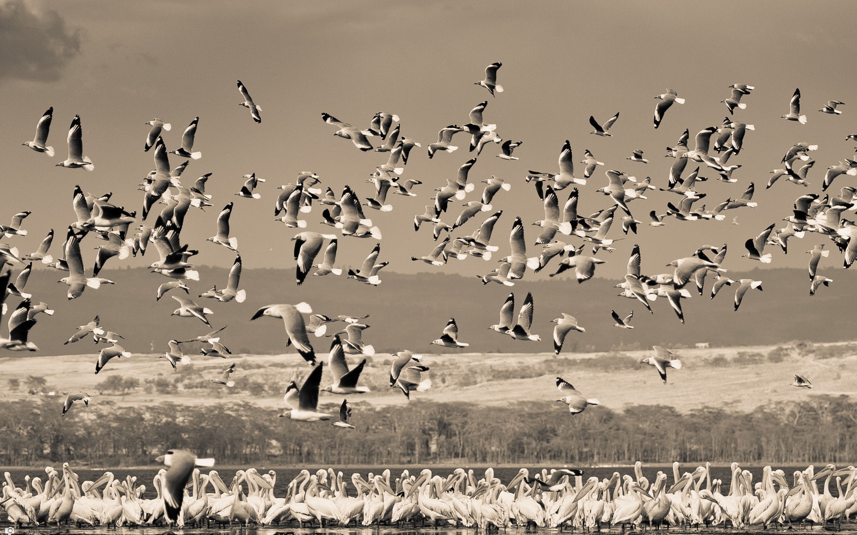 Paez field Birds. Birds Wallpaper 4k. Фон 190 190 животные птицы. Bird field ambience.
