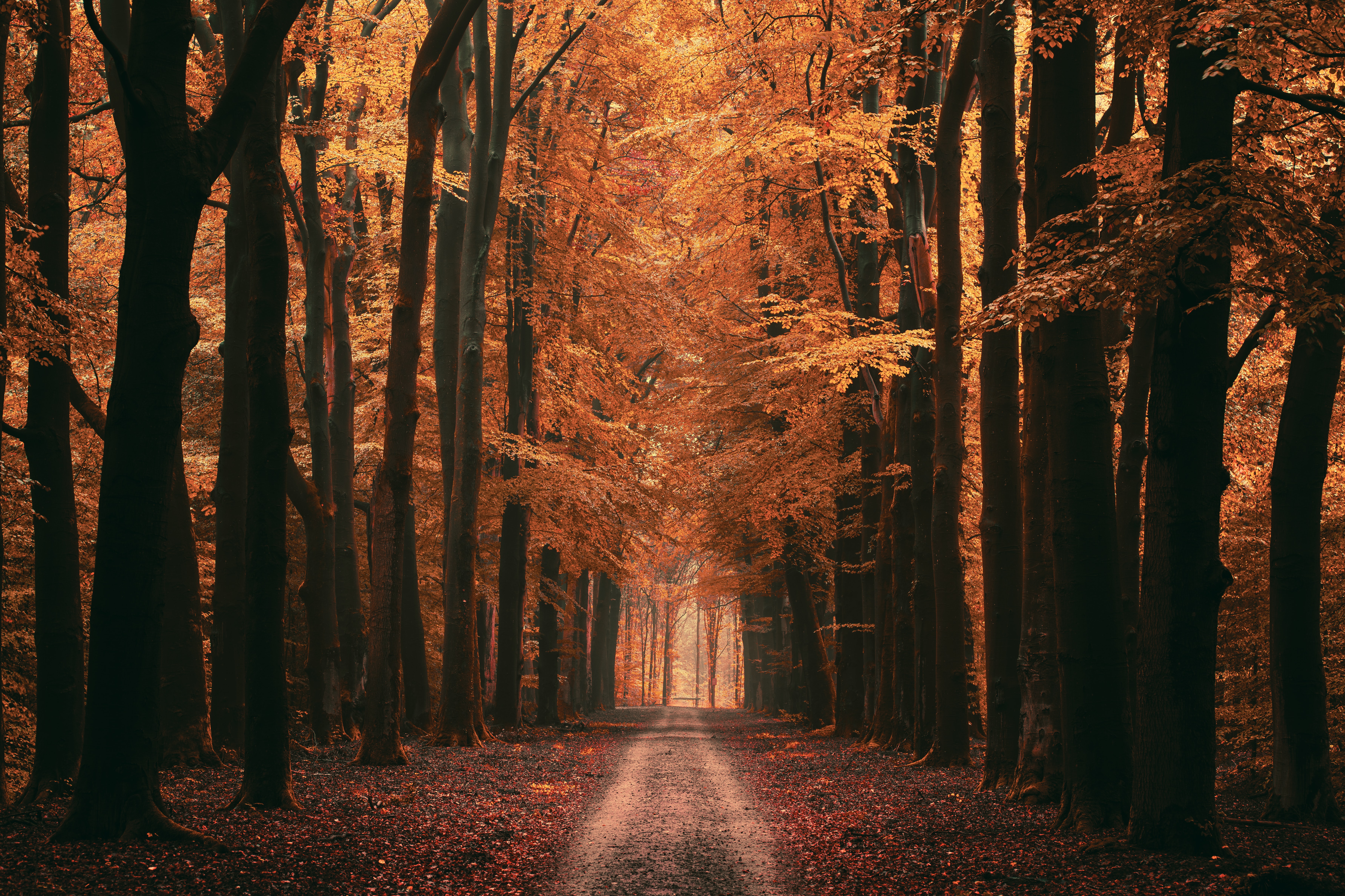 autumn, nature, trees, leaves, road, alley, dahl, distance