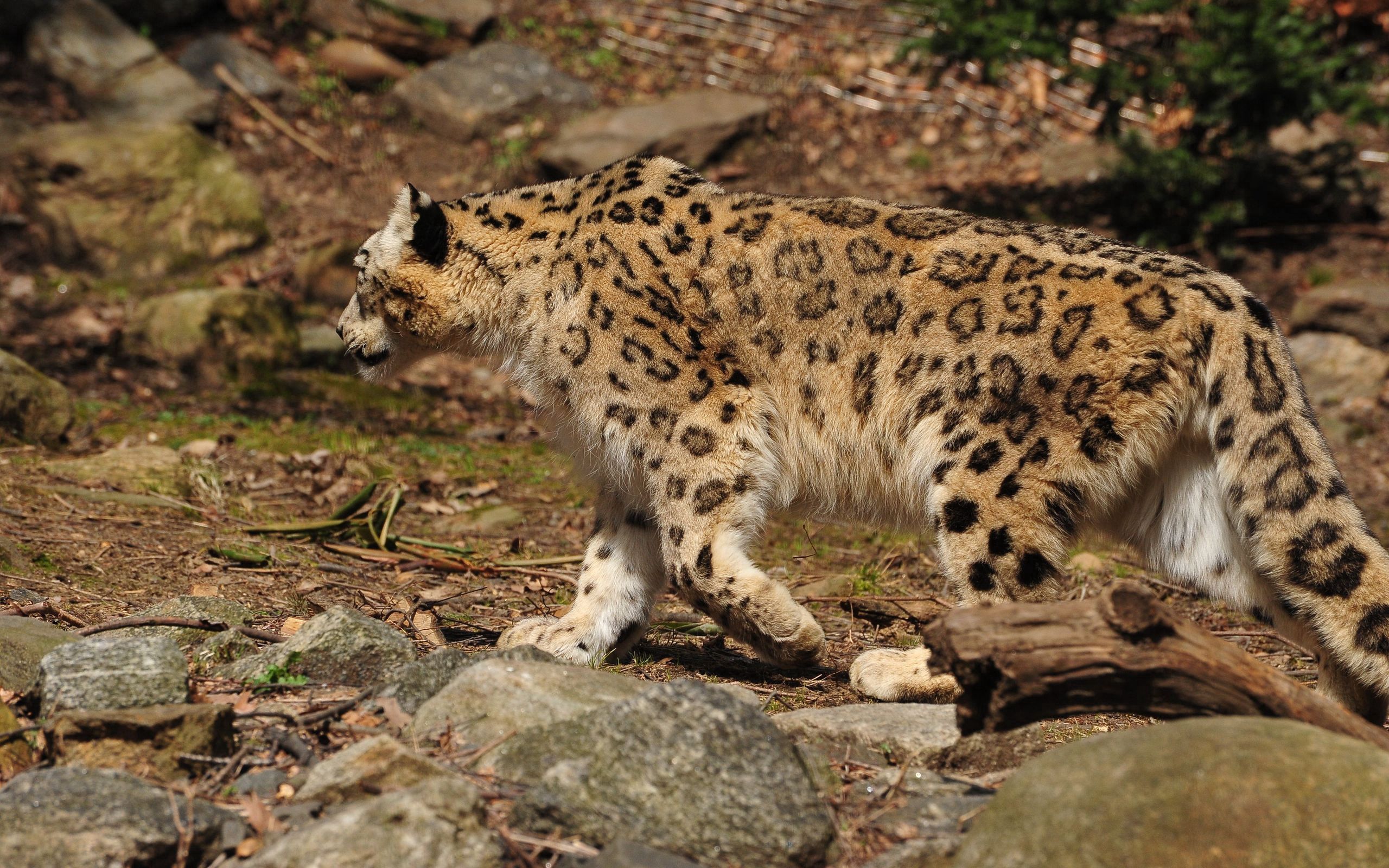 snow leopard, animals, predator, big cat, stroll Panoramic Wallpaper