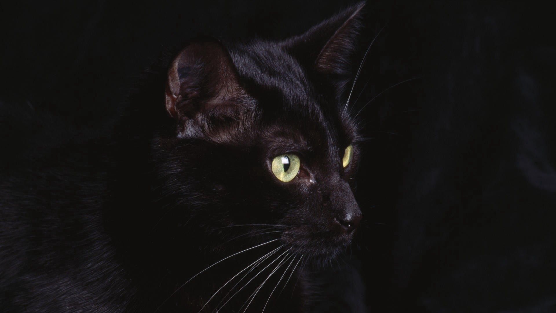 cat, animals, black, muzzle, sight, opinion 8K
