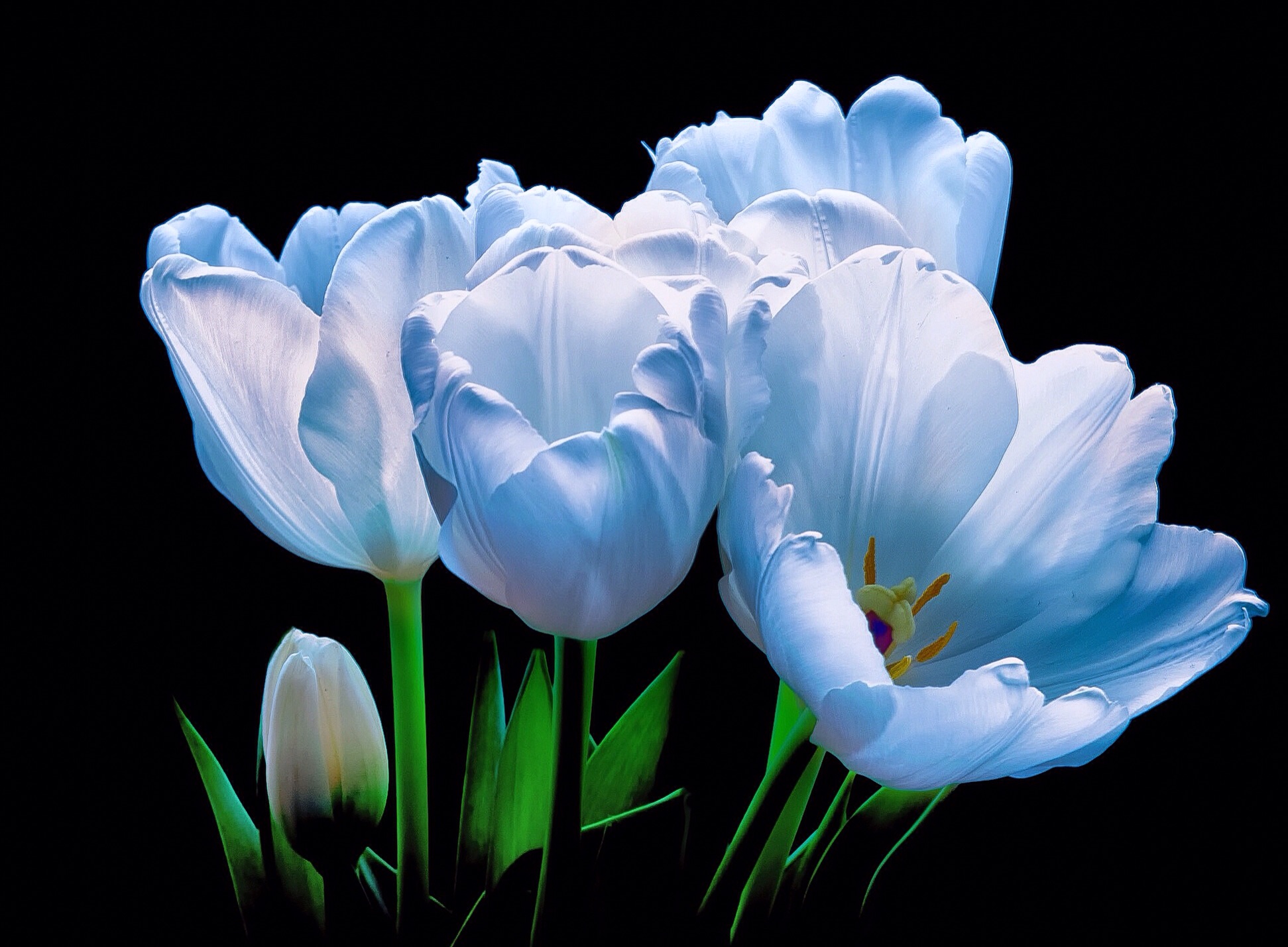 353942 Protetores de tela e papéis de parede Tulipa em seu telefone. Baixe  fotos gratuitamente