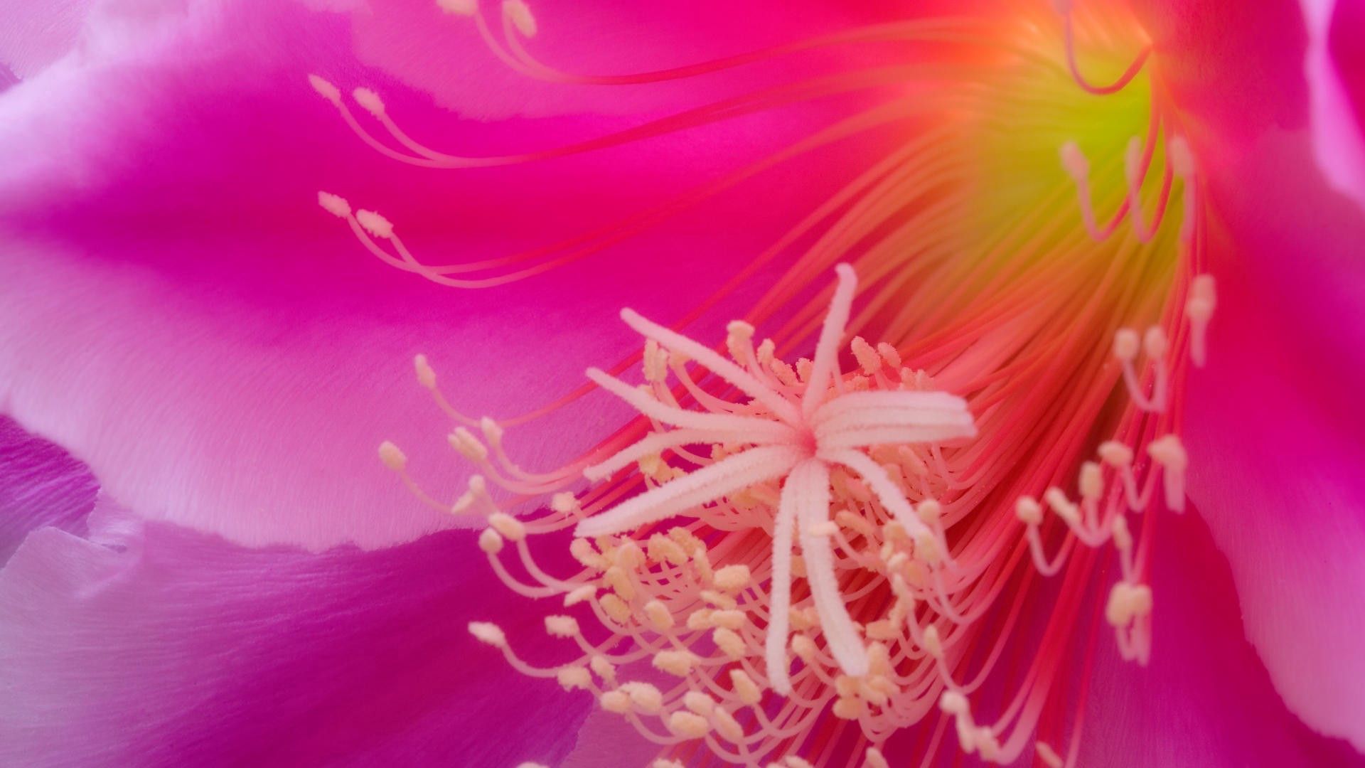 Laden Sie das Blume, Makro, Pflanze, Blütenblätter, Hintergrund-Bild kostenlos auf Ihren PC-Desktop herunter
