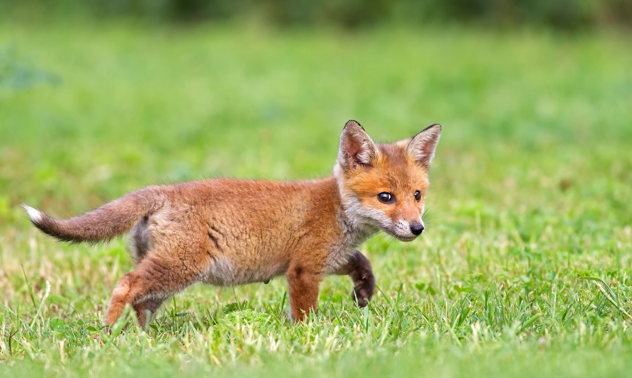 Laden Sie das Ein Fuchs, Tiere, Grass, Fuchs-Bild kostenlos auf Ihren PC-Desktop herunter
