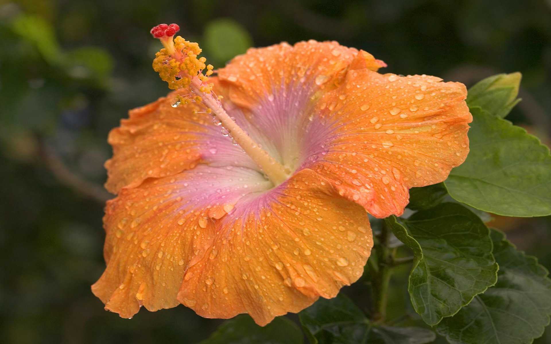 earth, hibiscus, flower, flowers High Definition image