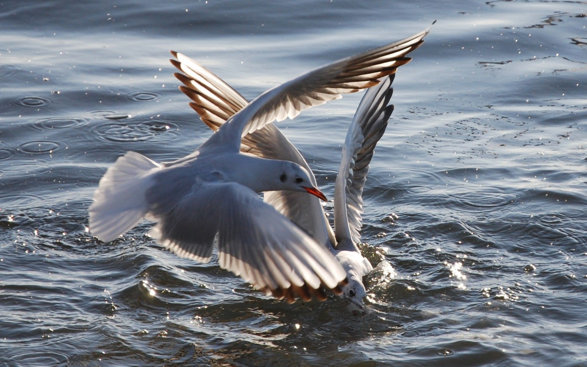Download mobile wallpaper Animals, Seagulls, Flight, Sea, Water, Birds for free.
