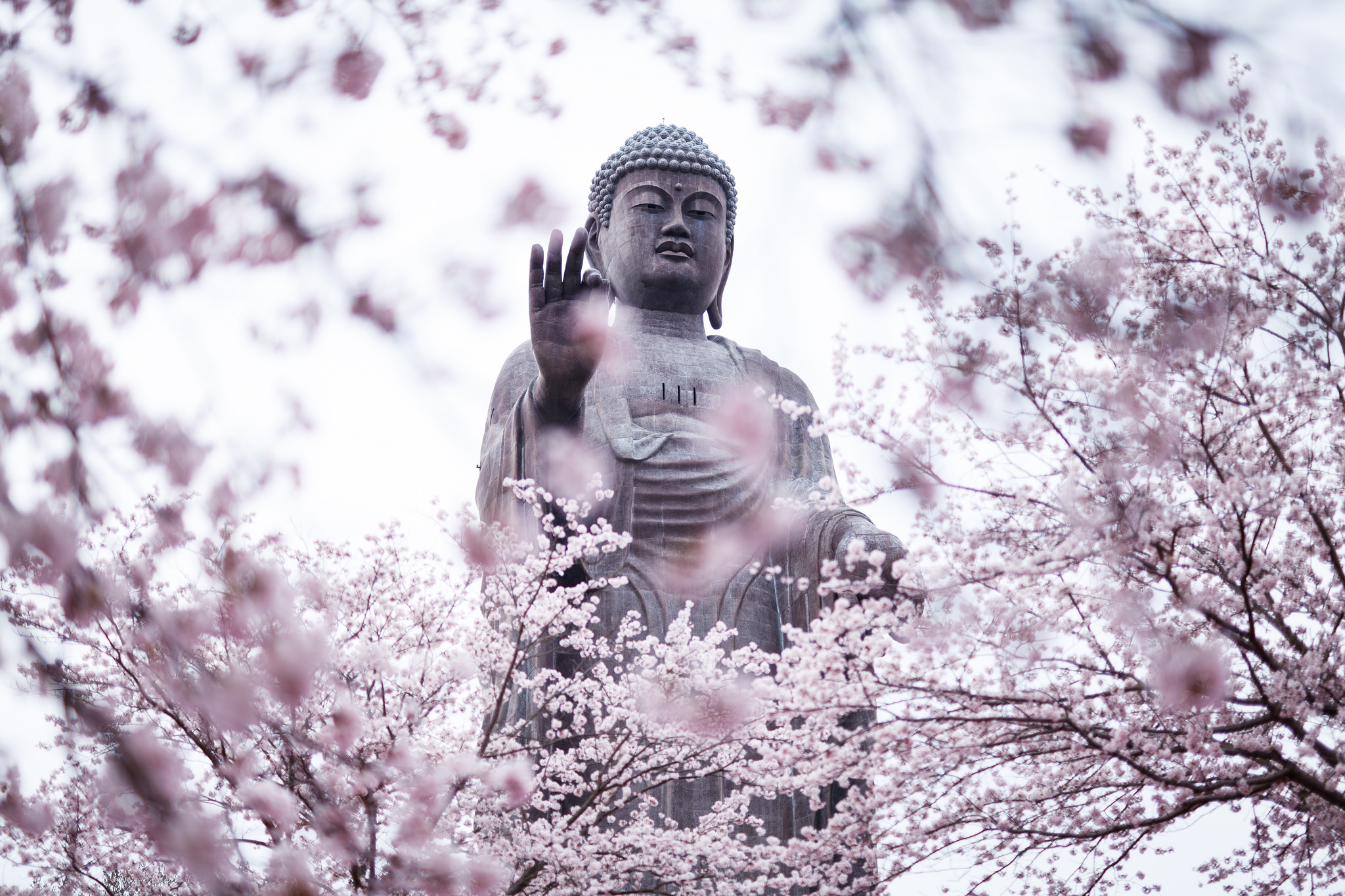 buddha, spring, blossom, religious, statue 1080p