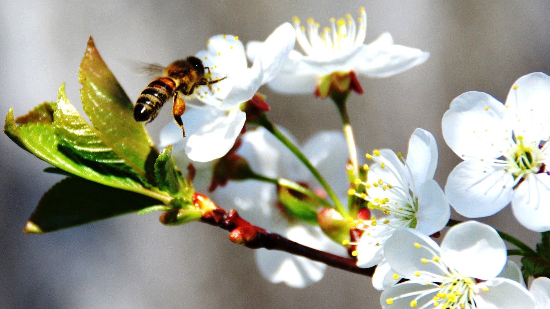 desktop Images cherry, flowers, macro, bloom, flowering, branch, bee, spring
