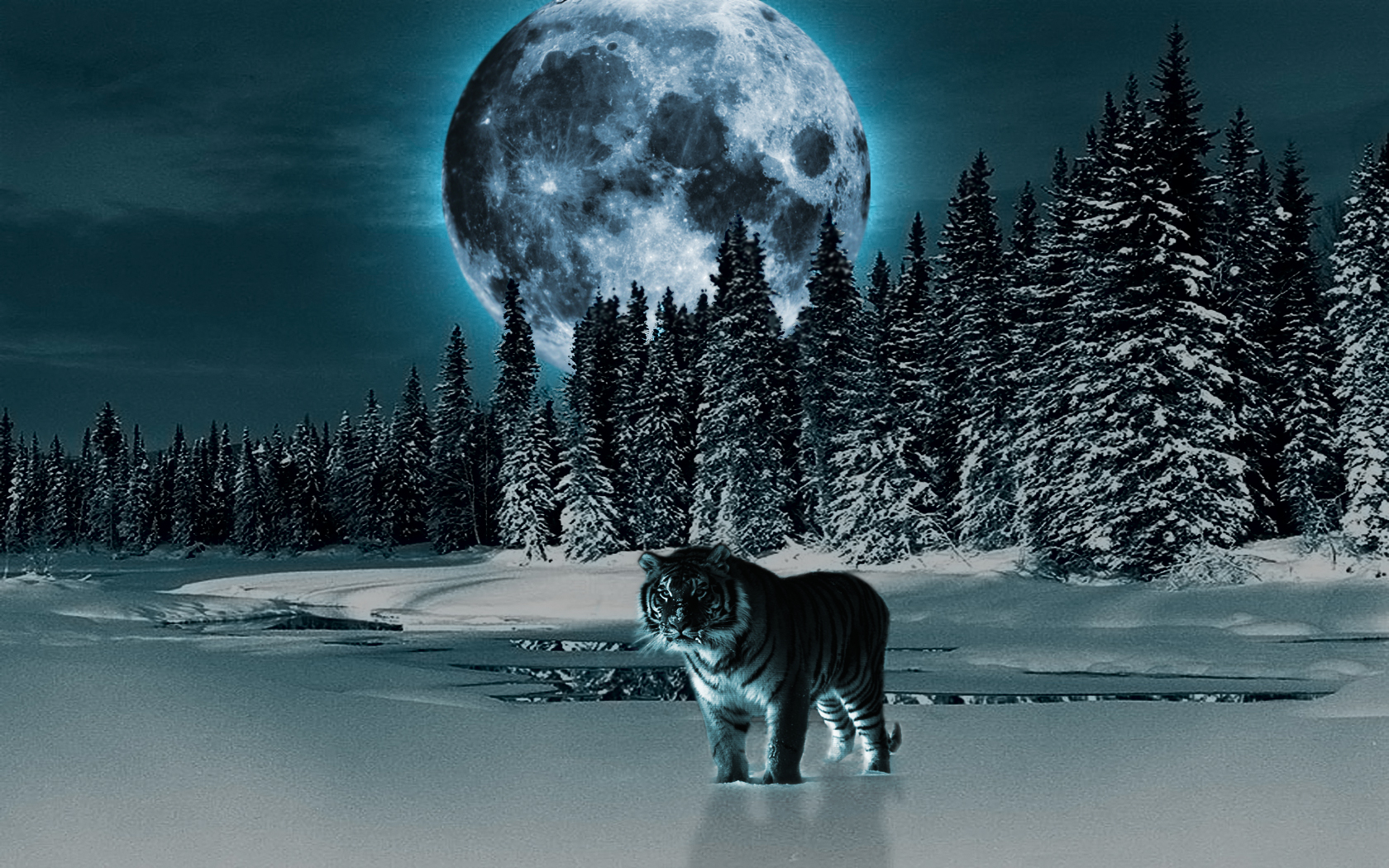 Волк зимой ночью