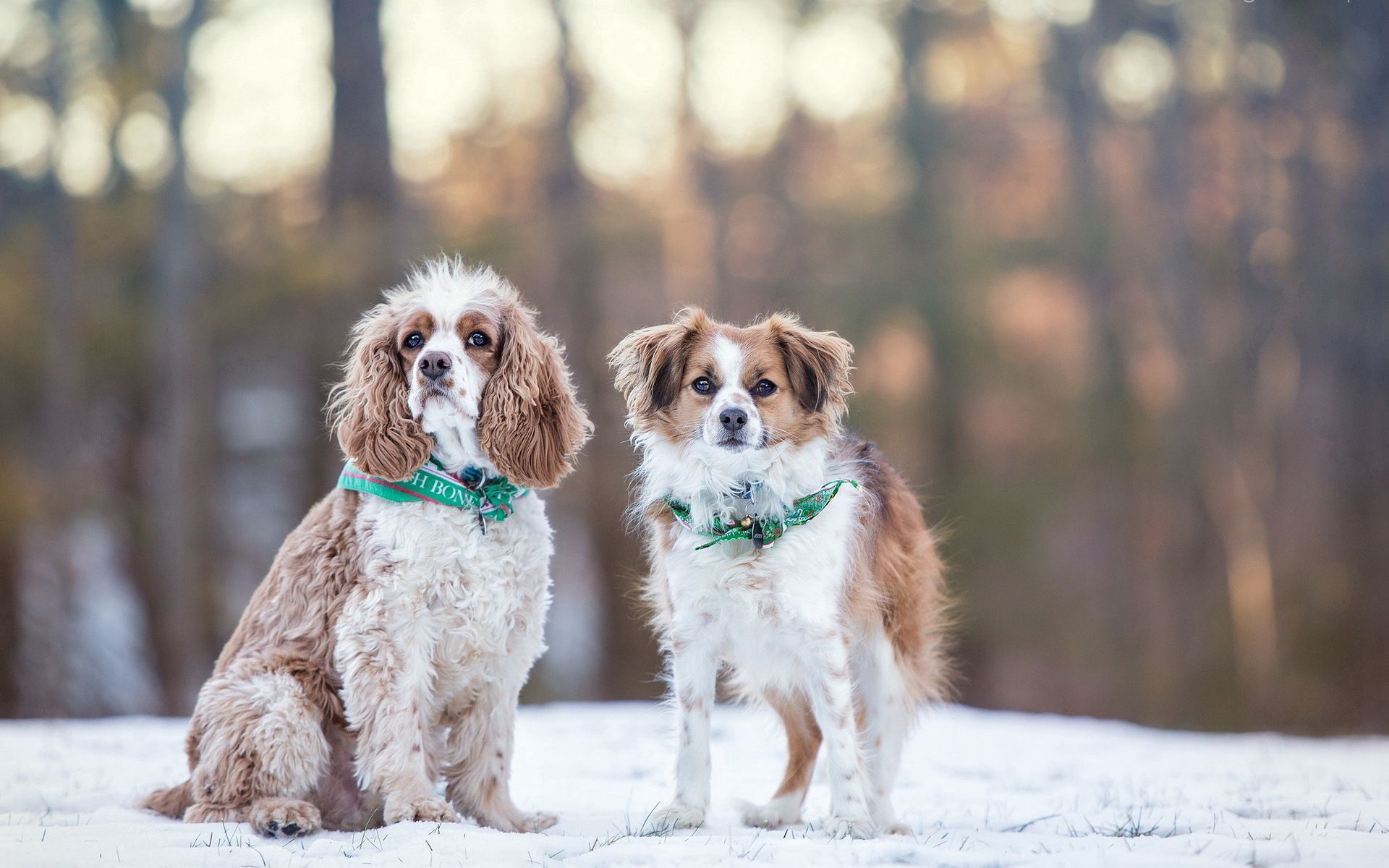 Скачати мобільні шпалери Собаки, Тварини, Сніг, Зима безкоштовно.