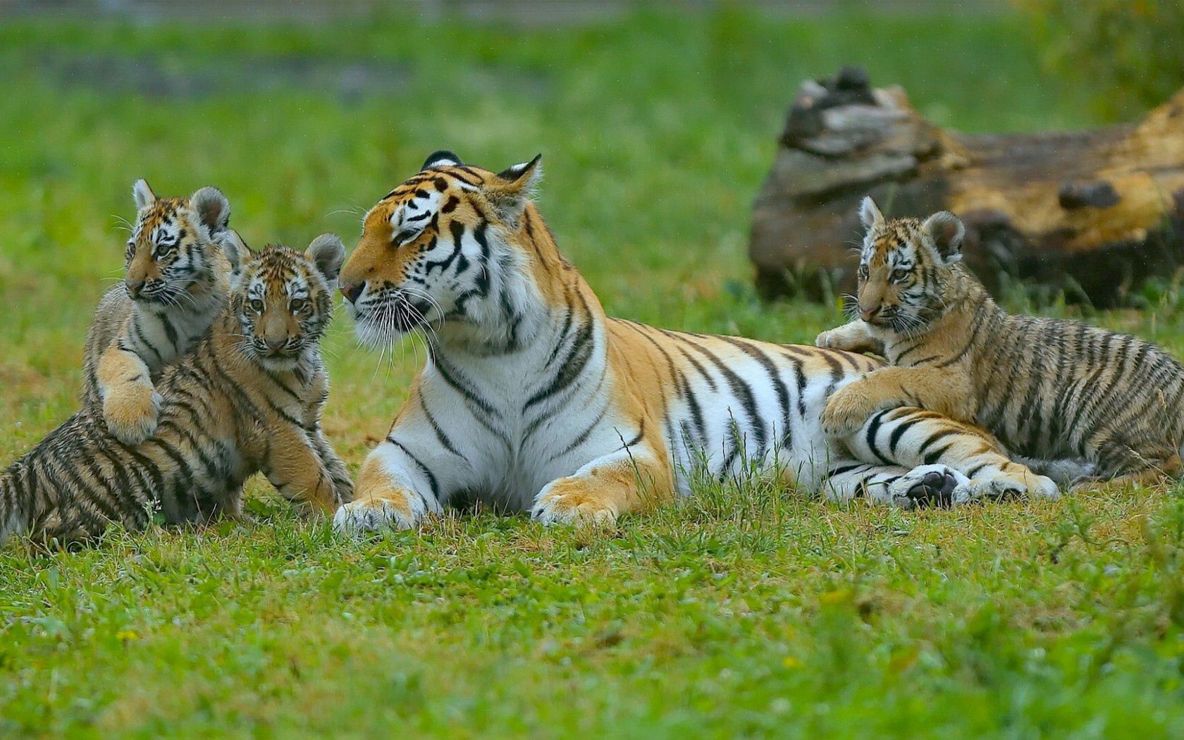 predators, animals, grass, tigers, young, to lie down, lie, cubs