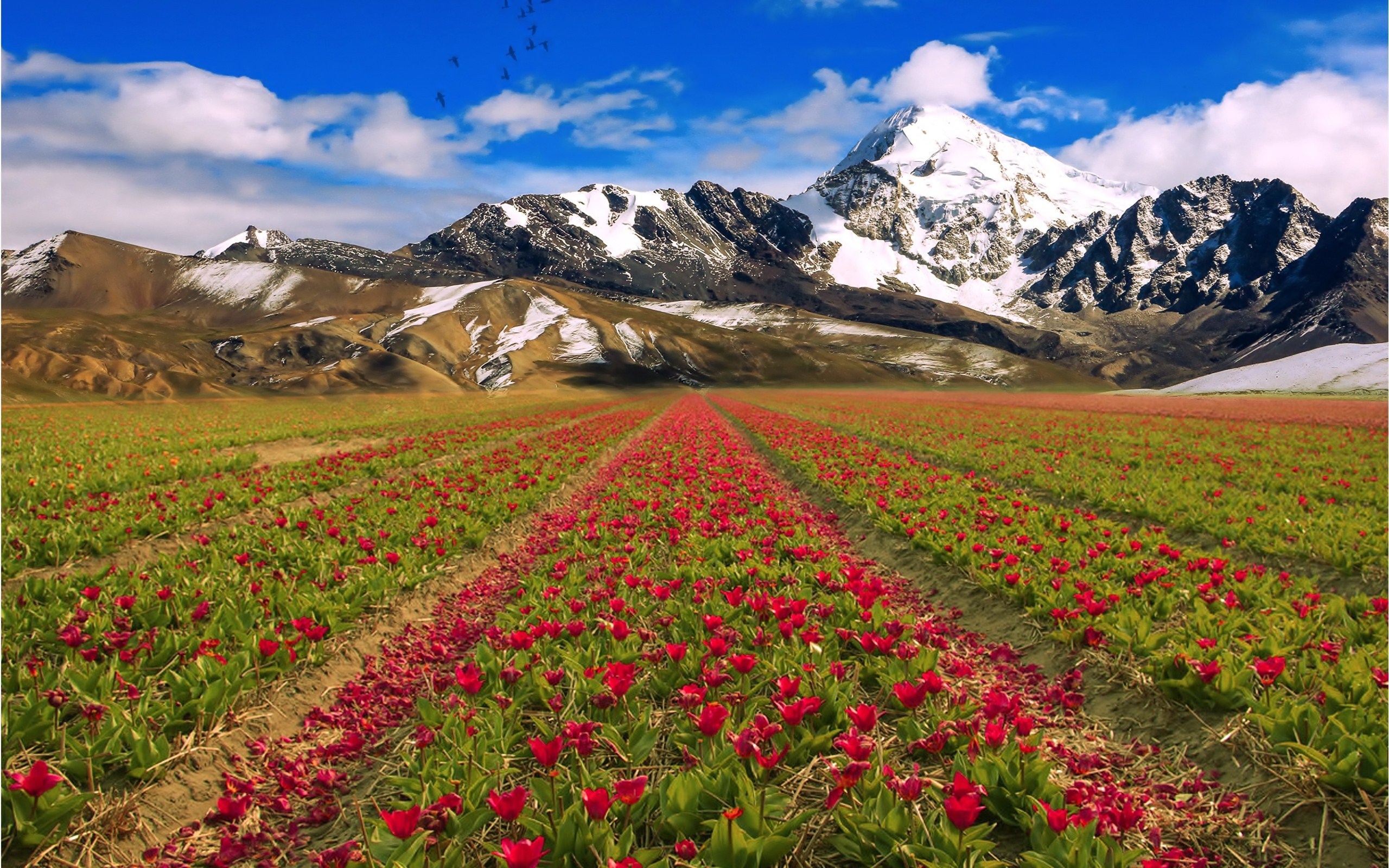 Таджикские цветы. Тюльпановые поля в Киргизии. Поля тюльпанов Ферганская Долина. Чимган тюльпаны. Тюльпаны Тянь Шаня.