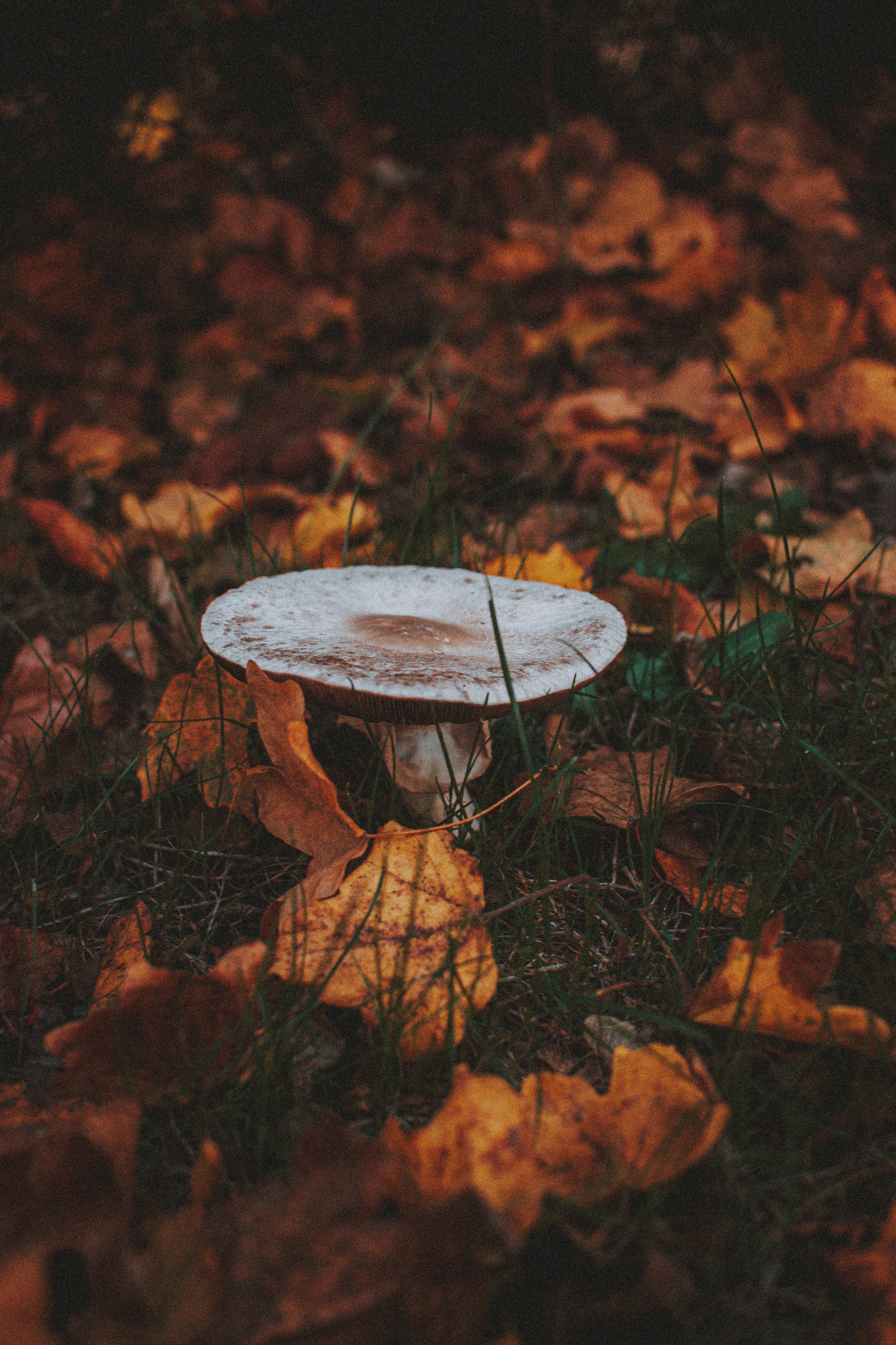 autumn, mushroom, nature, grass, leaves phone wallpaper