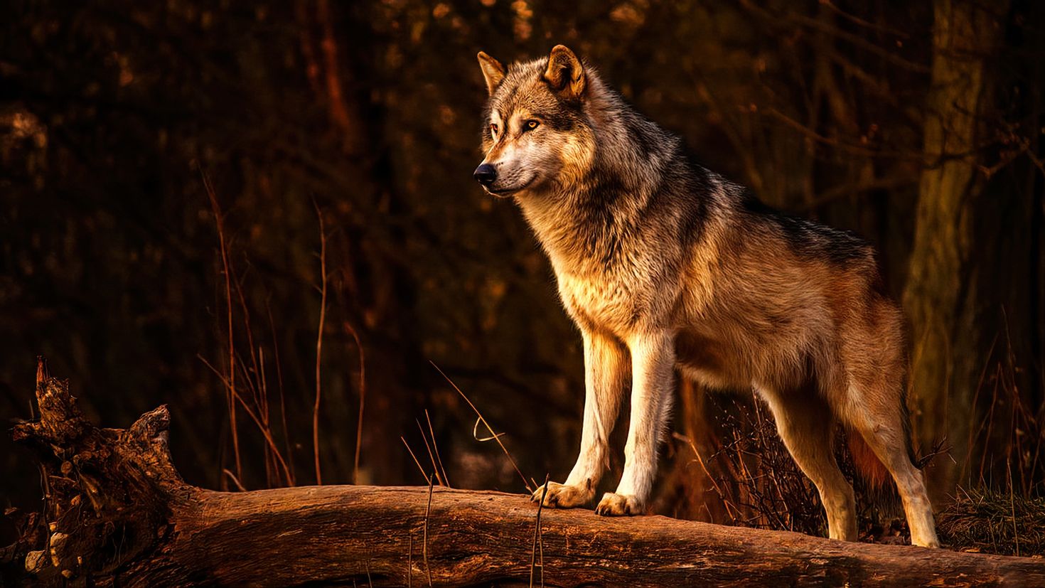 одинокий волк фото