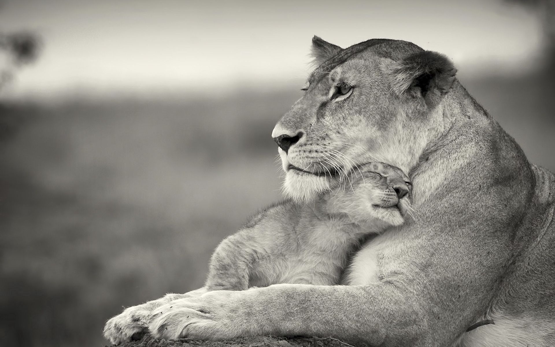 免费下载动物, 狮子, 灰色的, 母狮, 家庭, 一个家族, 狮子宝宝手机壁纸。