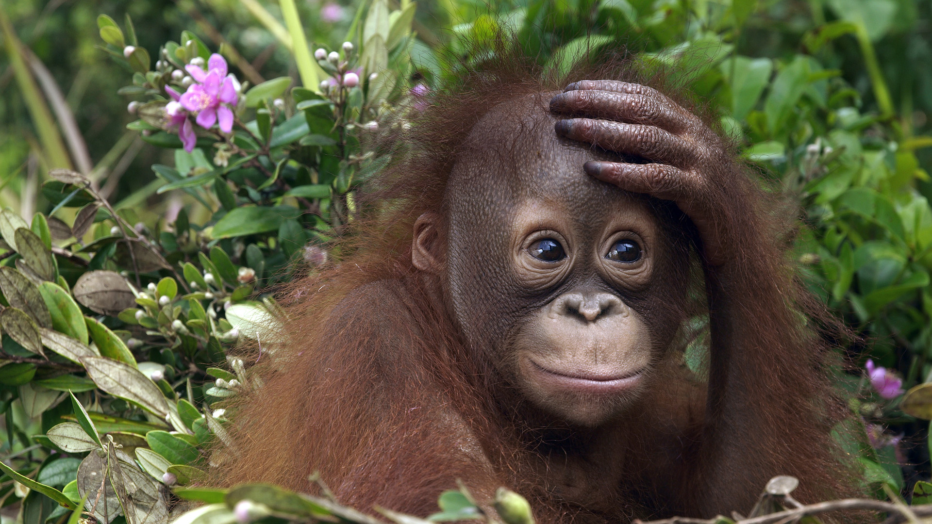 Завантажити шпалери Орангутанг на телефон безкоштовно