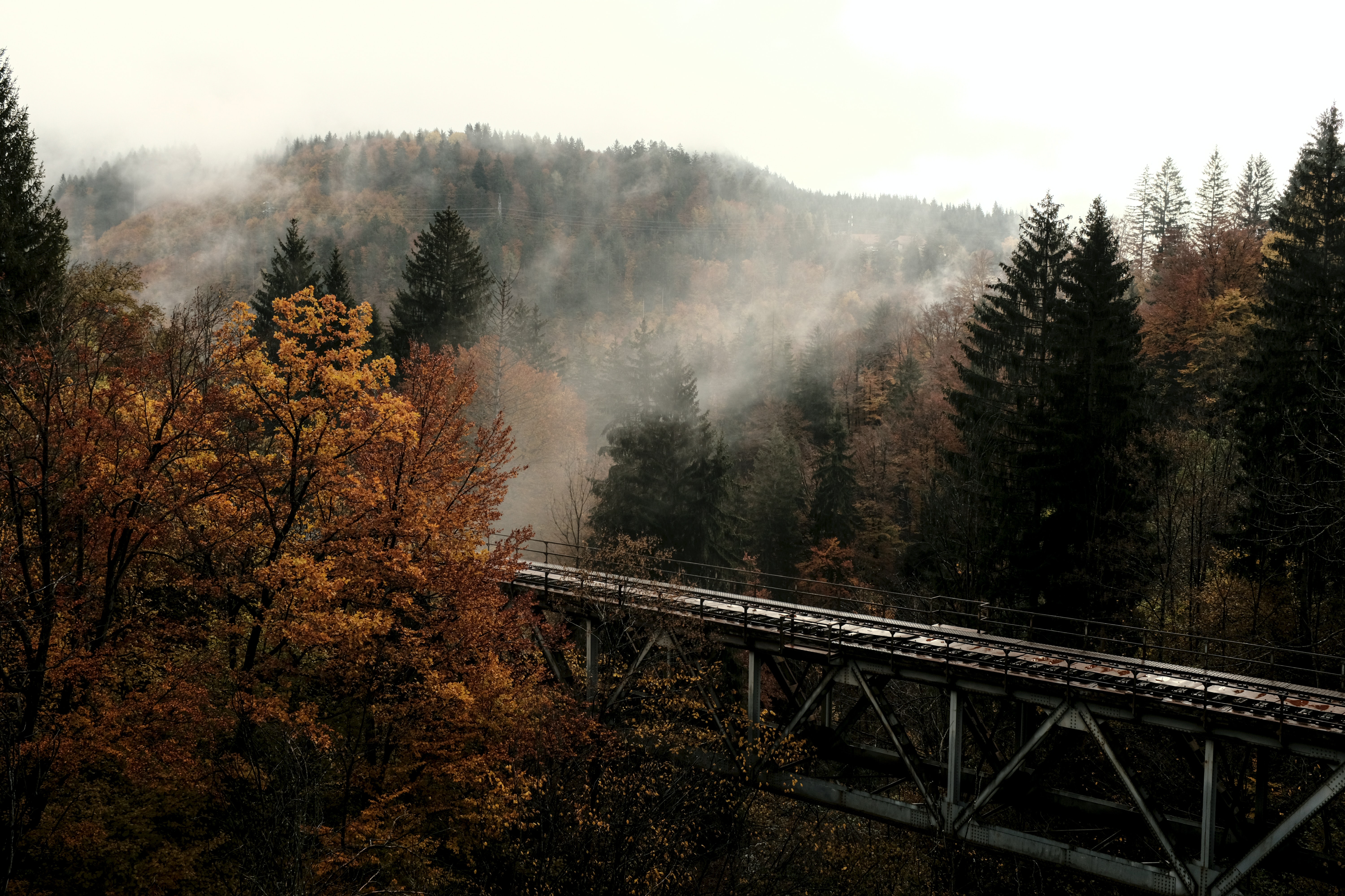 Лес туман и мост
