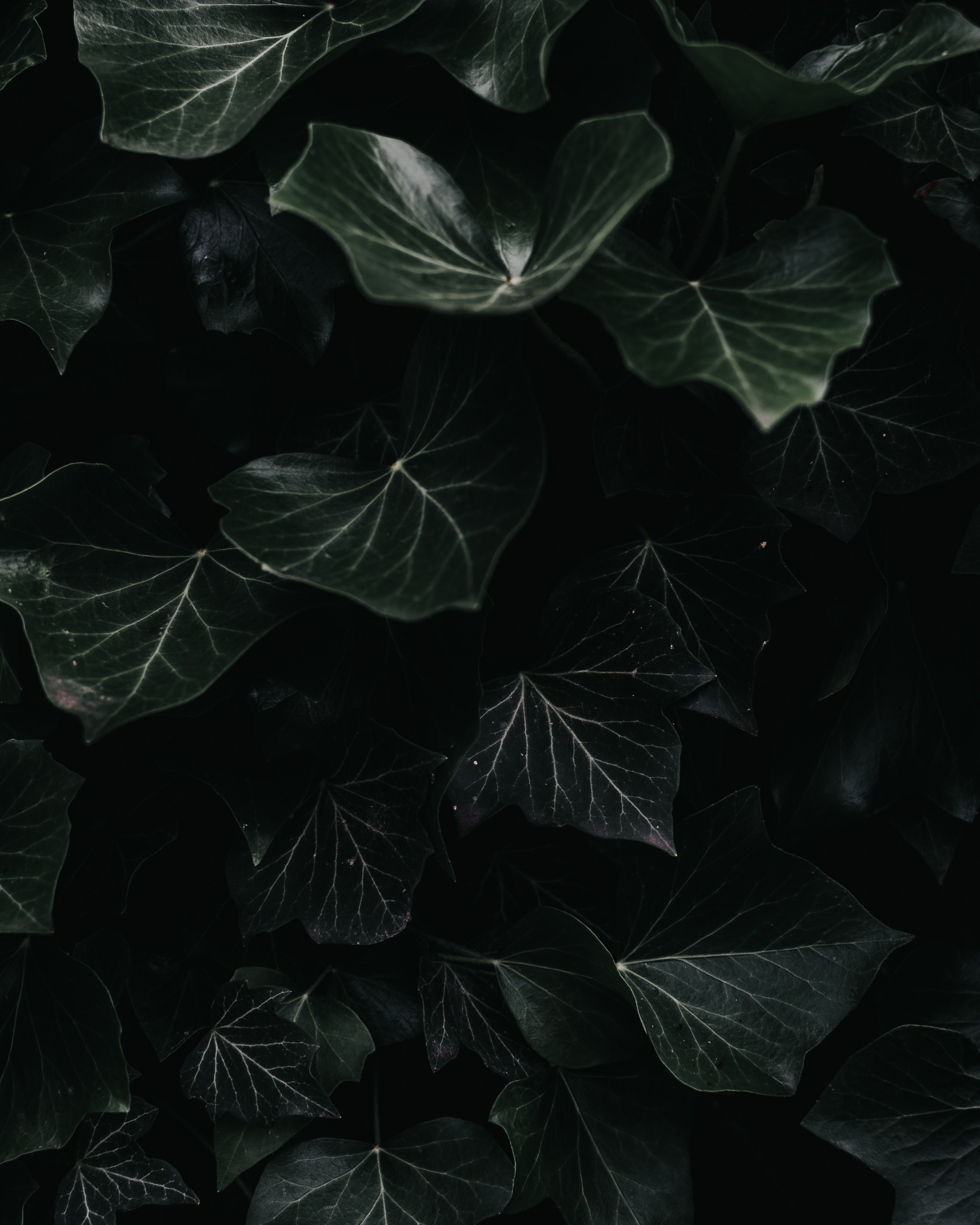 Download mobile wallpaper Macro, Ivy, Leaves, Plant, Dark for free.