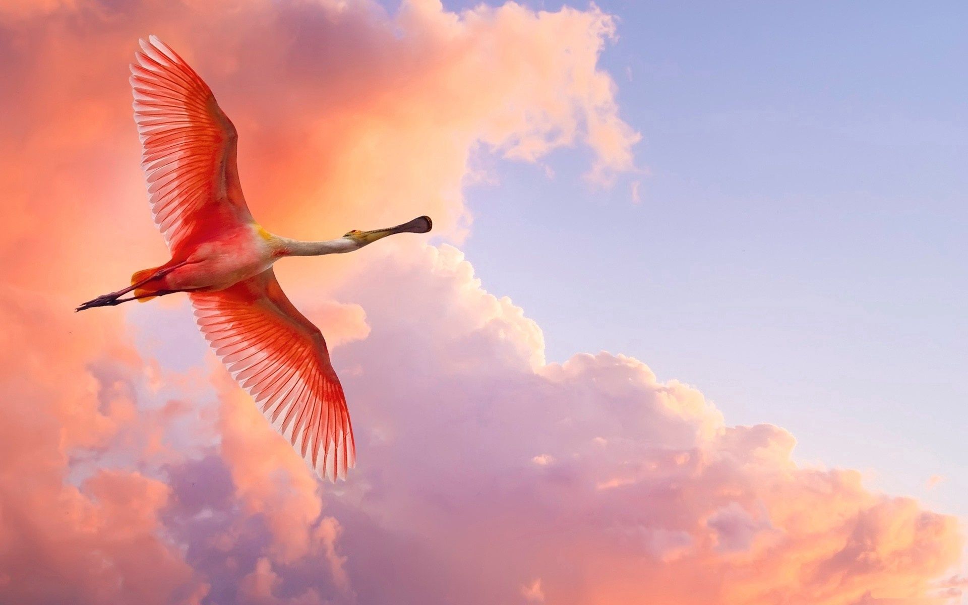 Handy-Wallpaper Clouds, Tiere, Sky, Vogel, Flug, Flamingo kostenlos herunterladen.