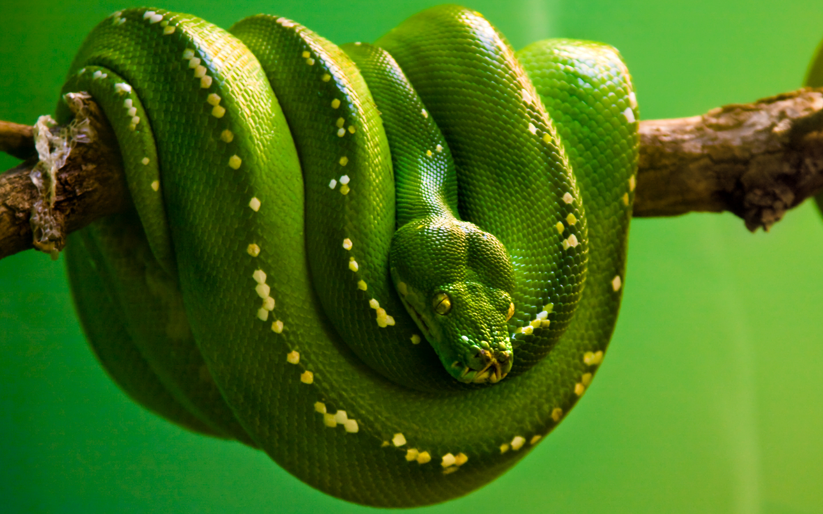 snake, animal, python cellphone