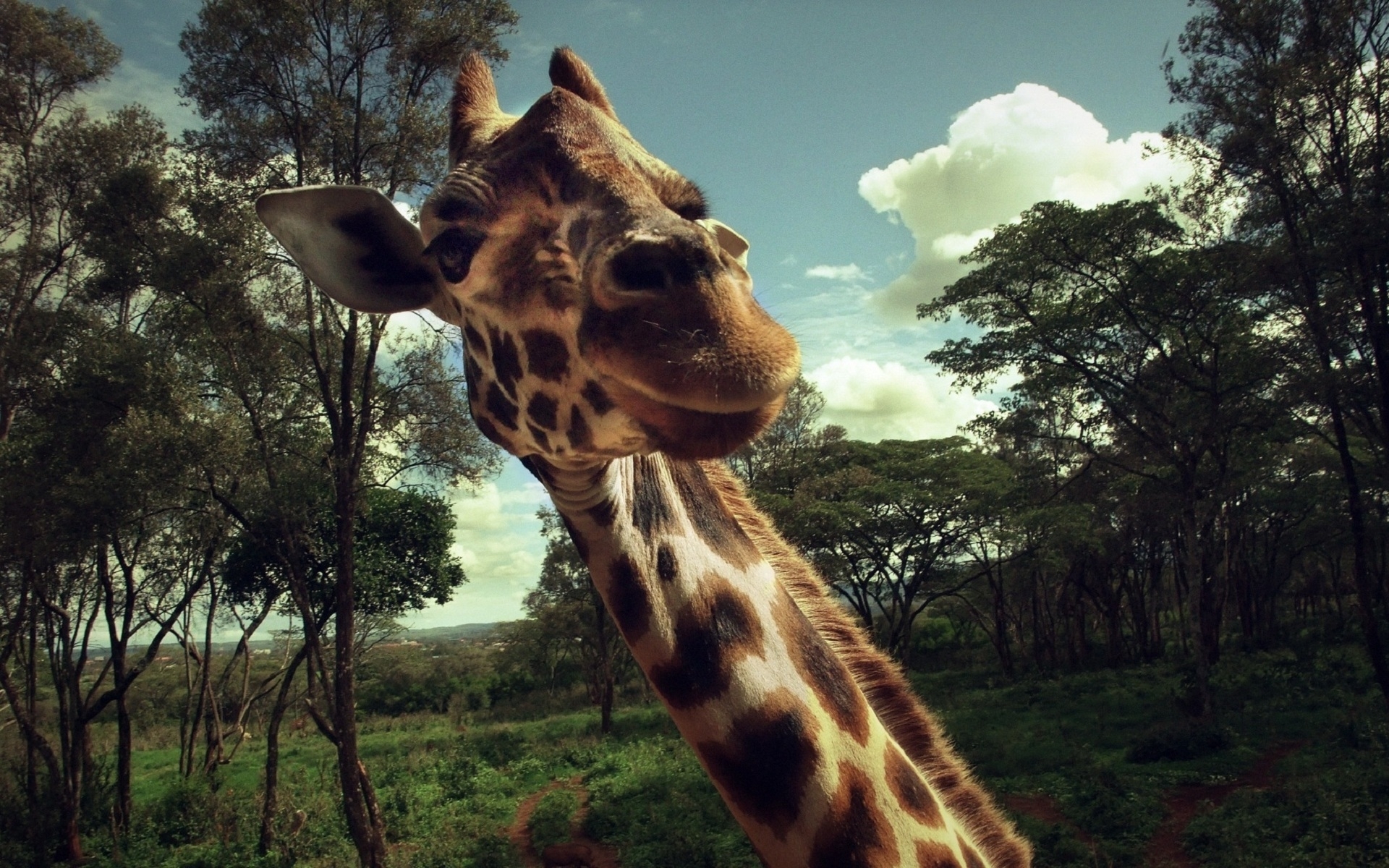 animals, giraffes 4K, Ultra HD