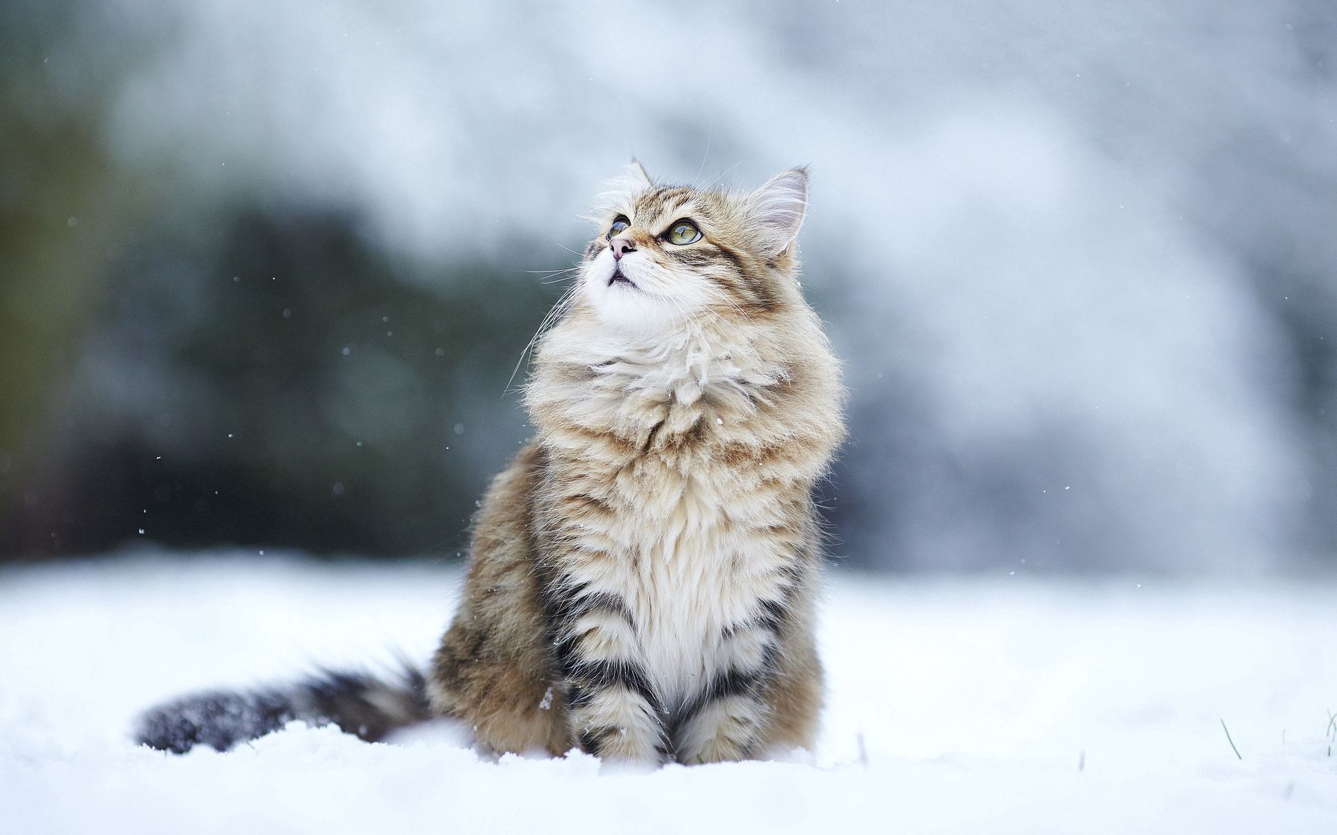 is sitting, animals, snow, cat, fluffy, sits