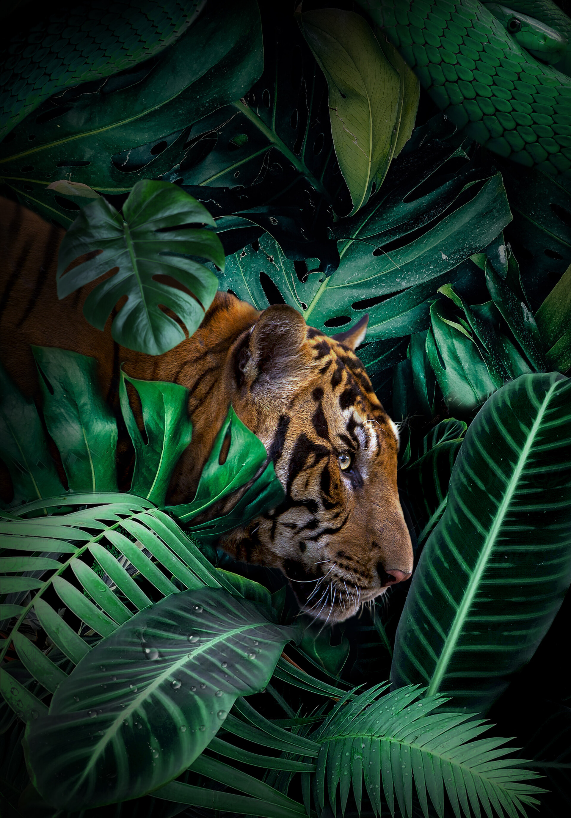 animals, jungle, tiger, big cat, wildlife, predator