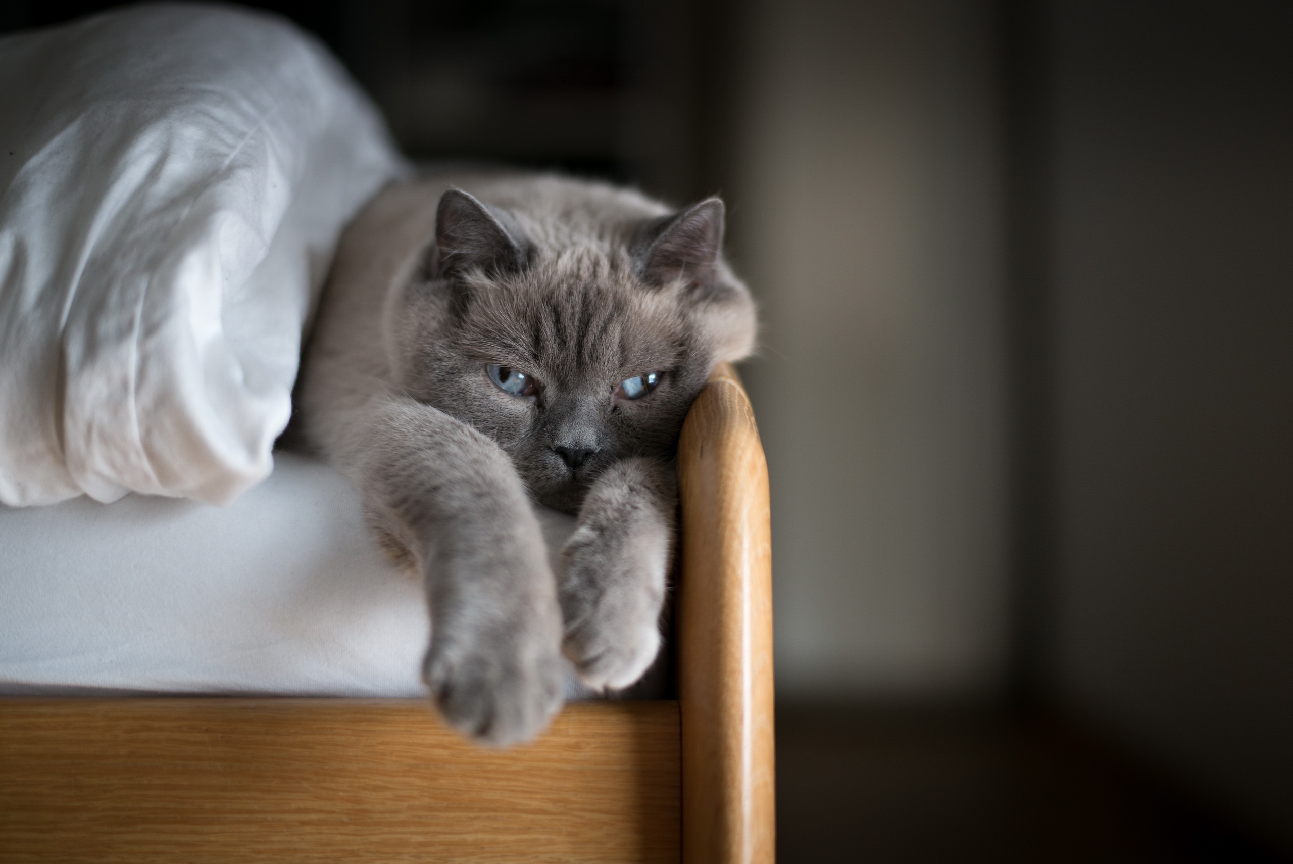 Кот дремот фото из игры. Кот дремлет. Кот серый. Котик в кровати. Серая кошка на кровати.