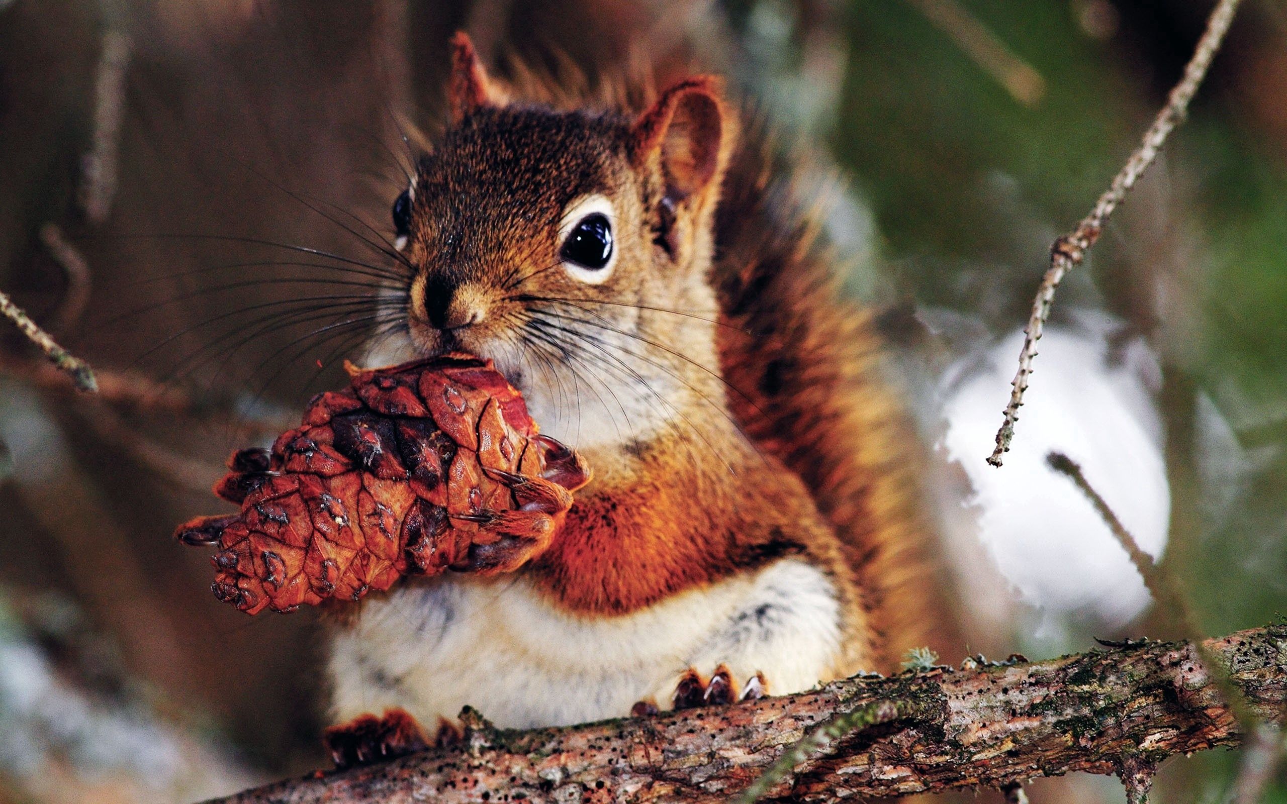 squirrel, animals, food, branches, nut 32K