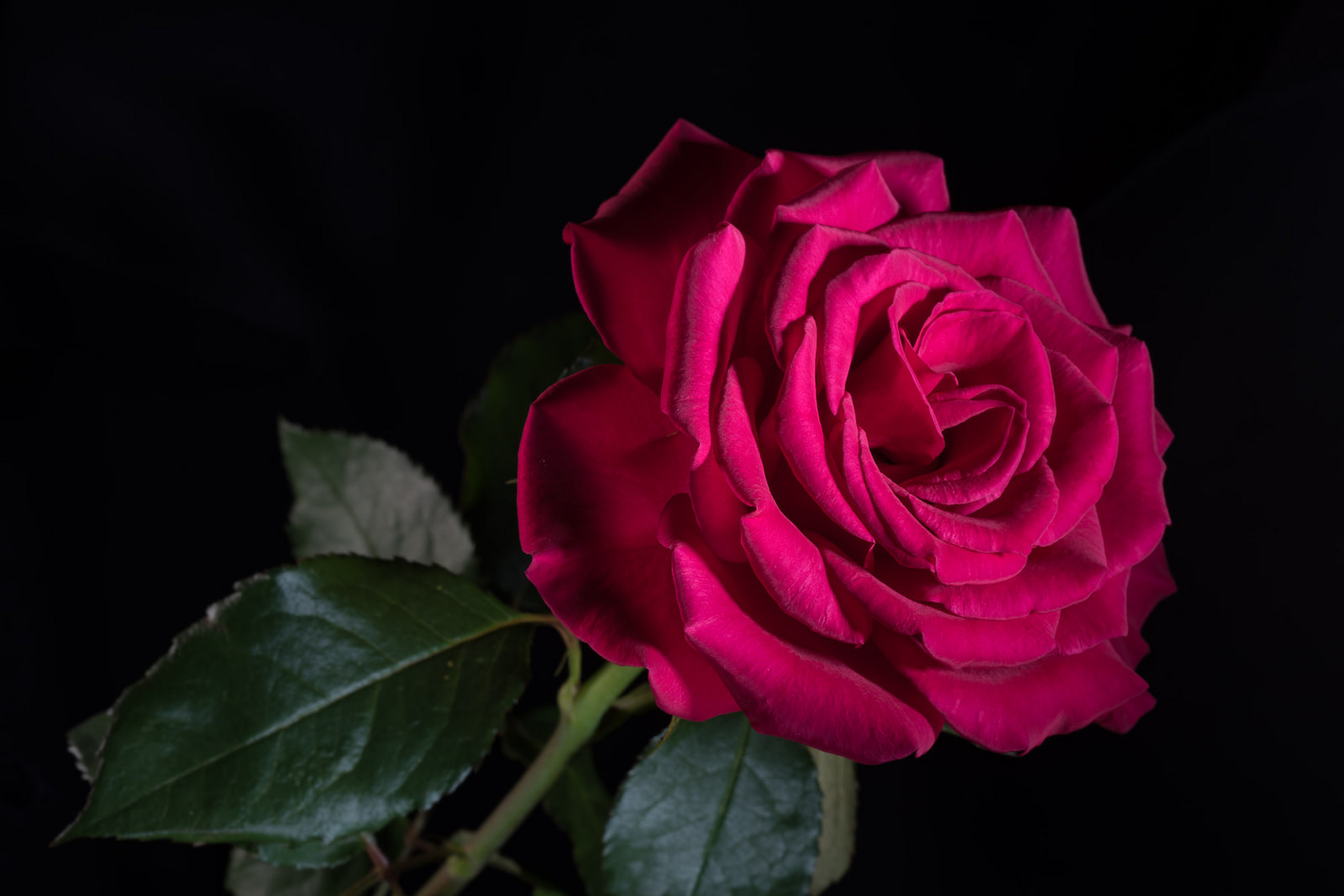 Темно розовые розы