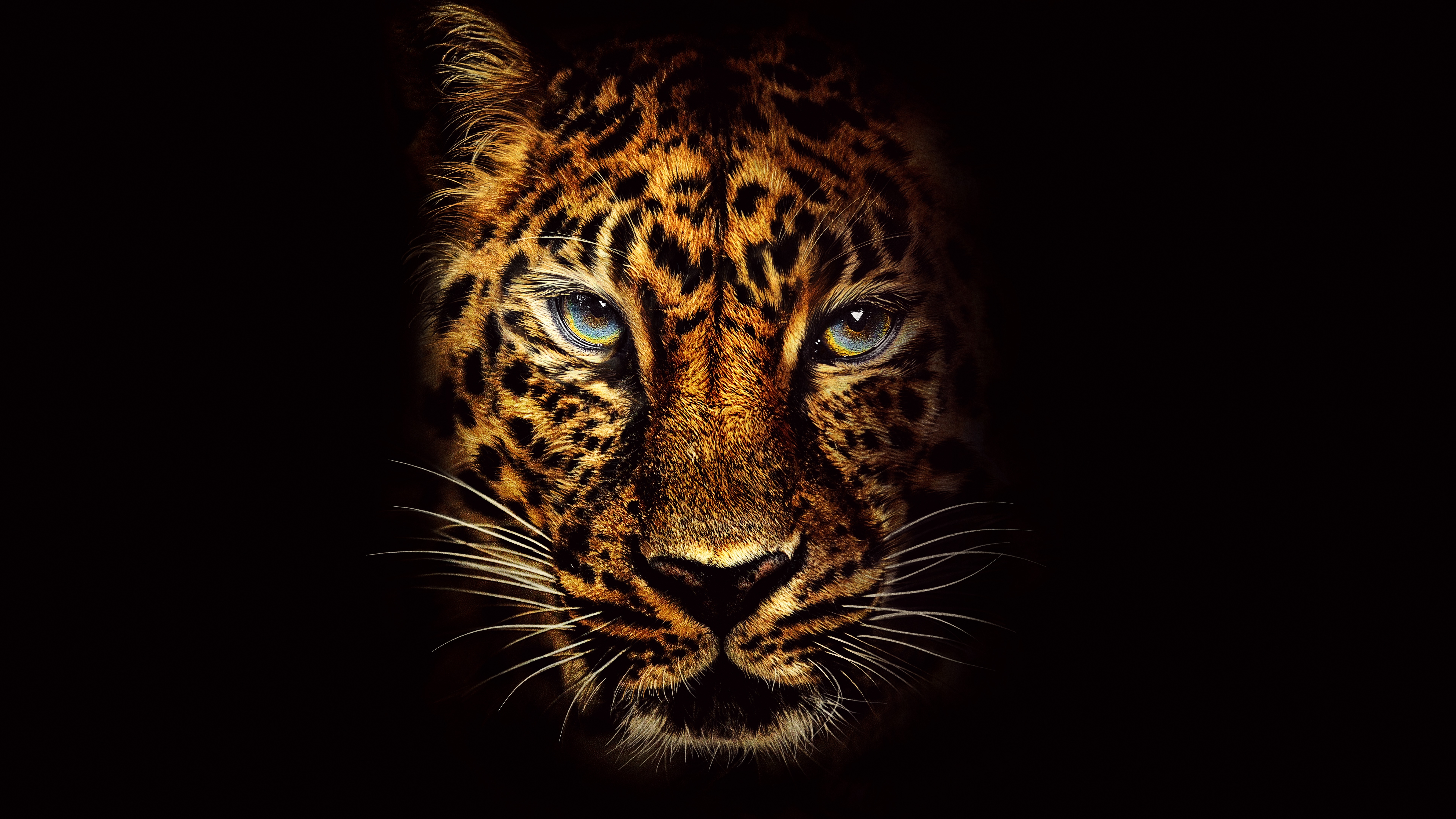 jaguar, animal, face, cats