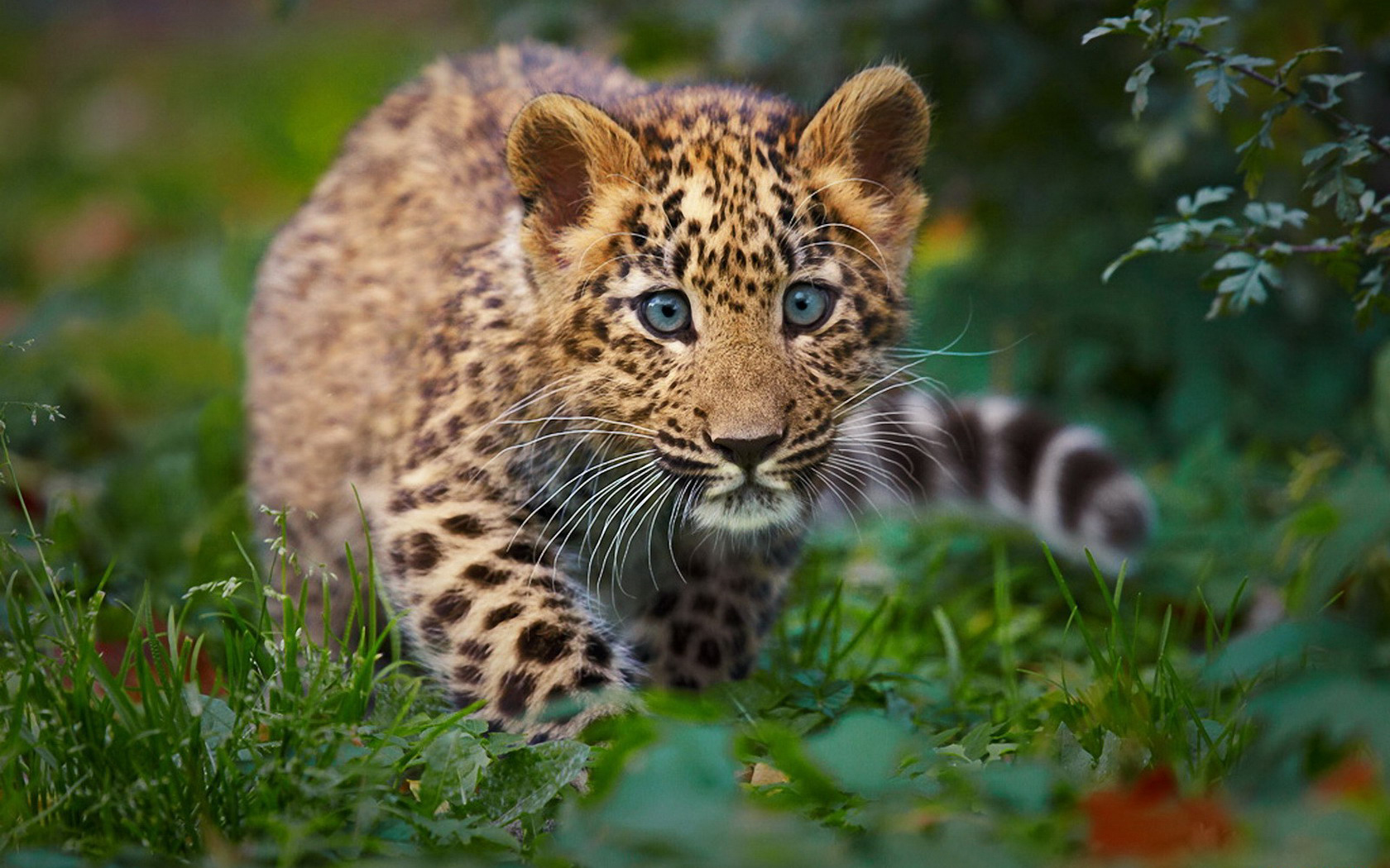 Леопард животное