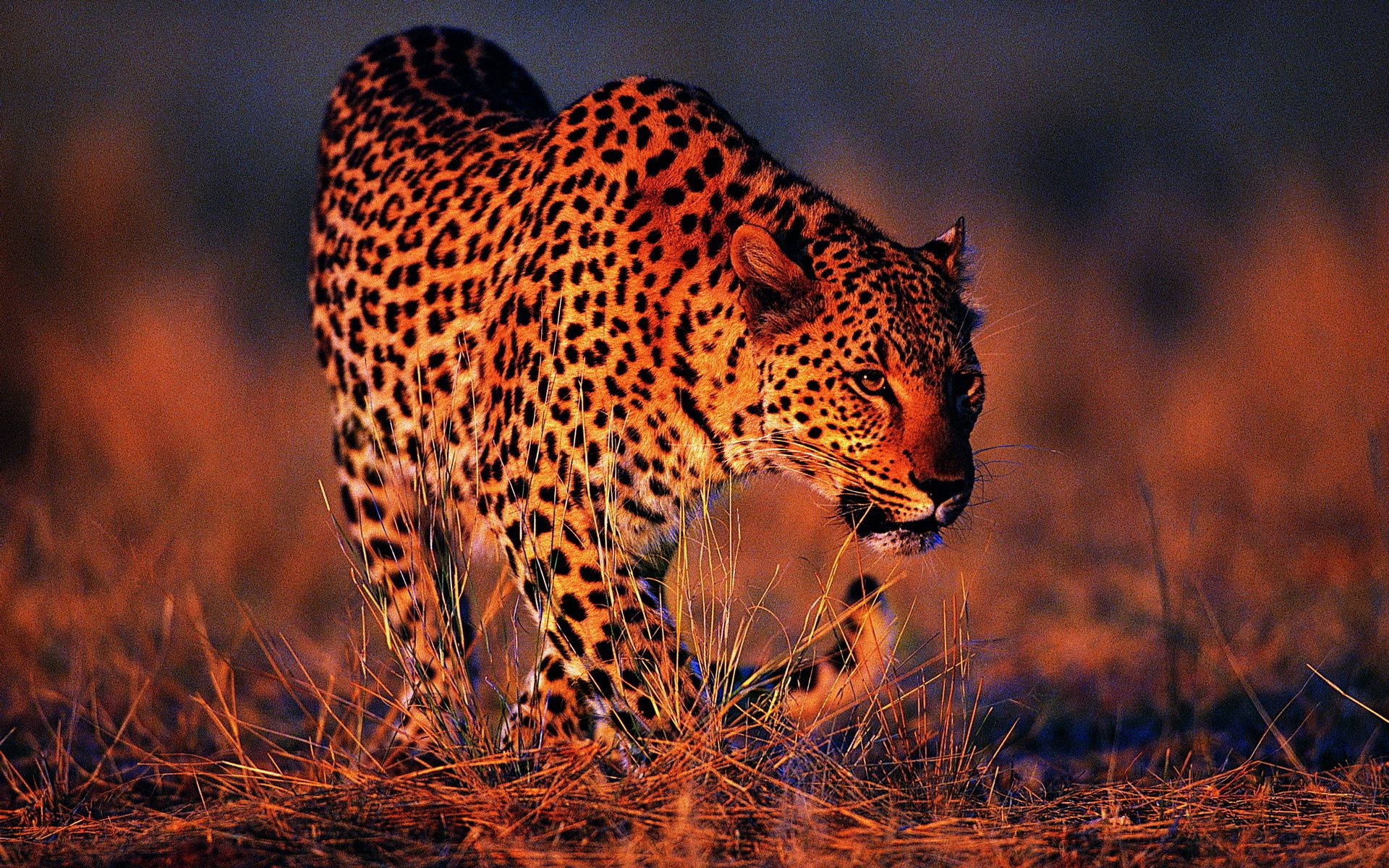 122405 скачать картинку леопард, животные, большая кошка, оранжевый фон - обои и заставки бесплатно