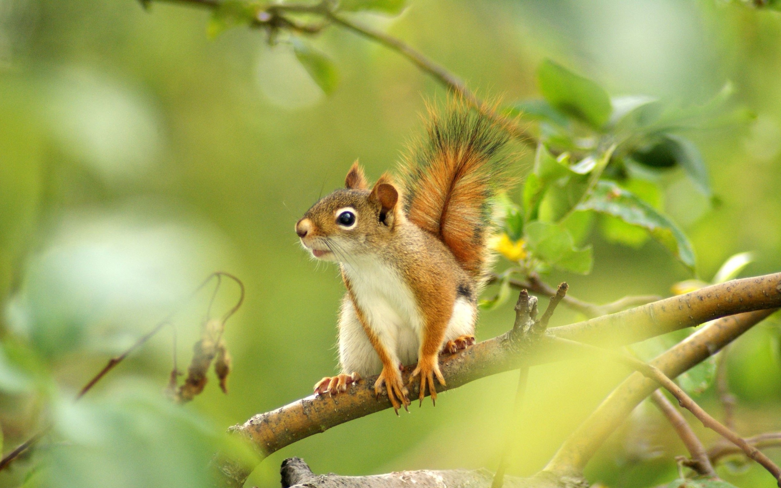 500+ Squirrel Pictures | Download Free Images on Unsplash
