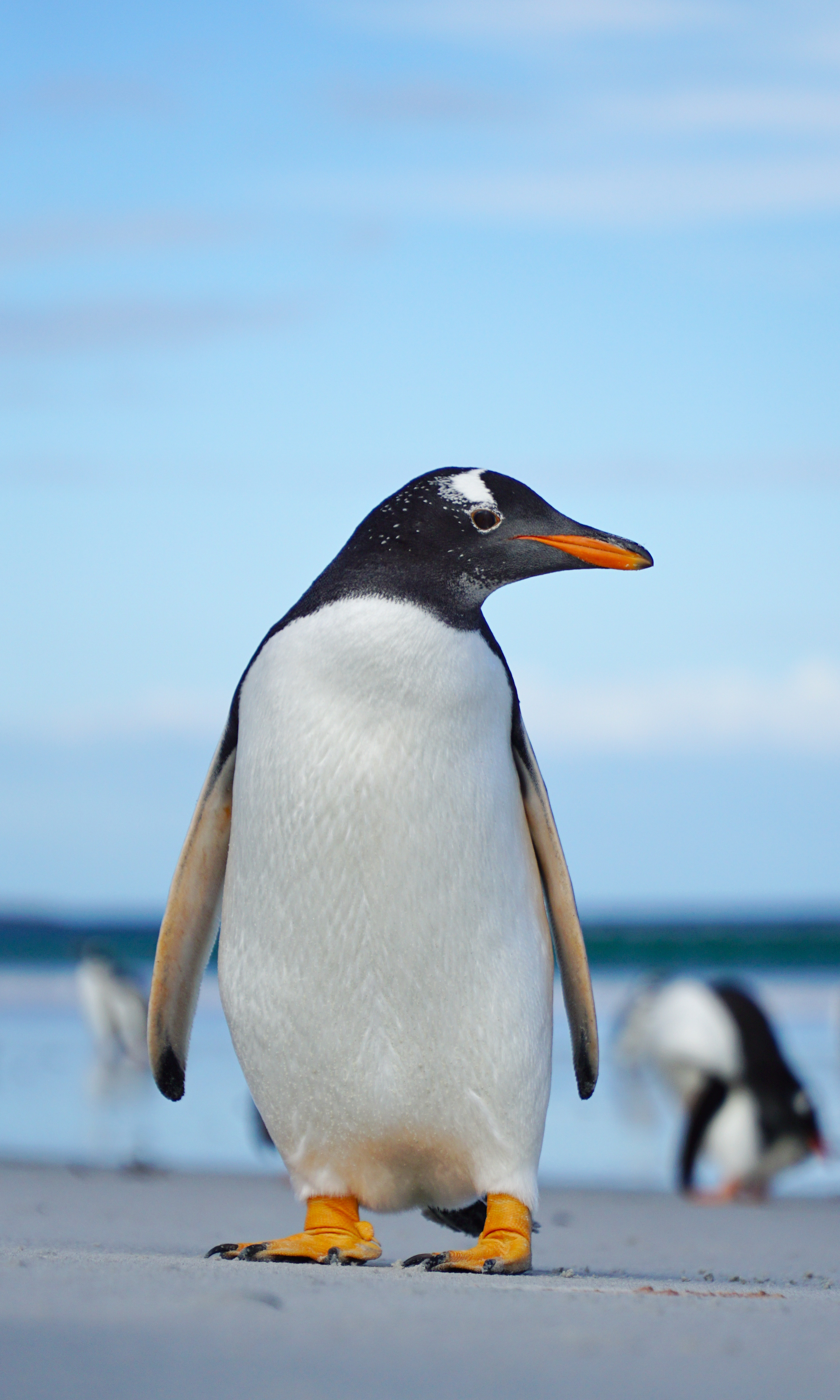 99301 скачать обои пингвин, птица, животные, дикая природа, папуанский пингвин - заставки и картинки бесплатно