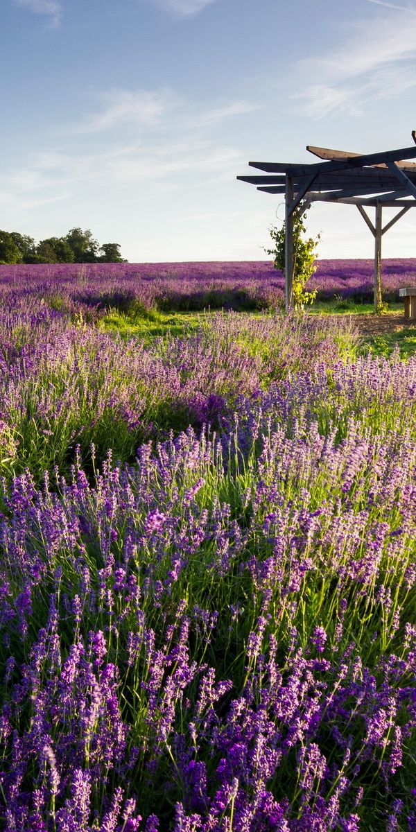 Лаванда вертикальное фото