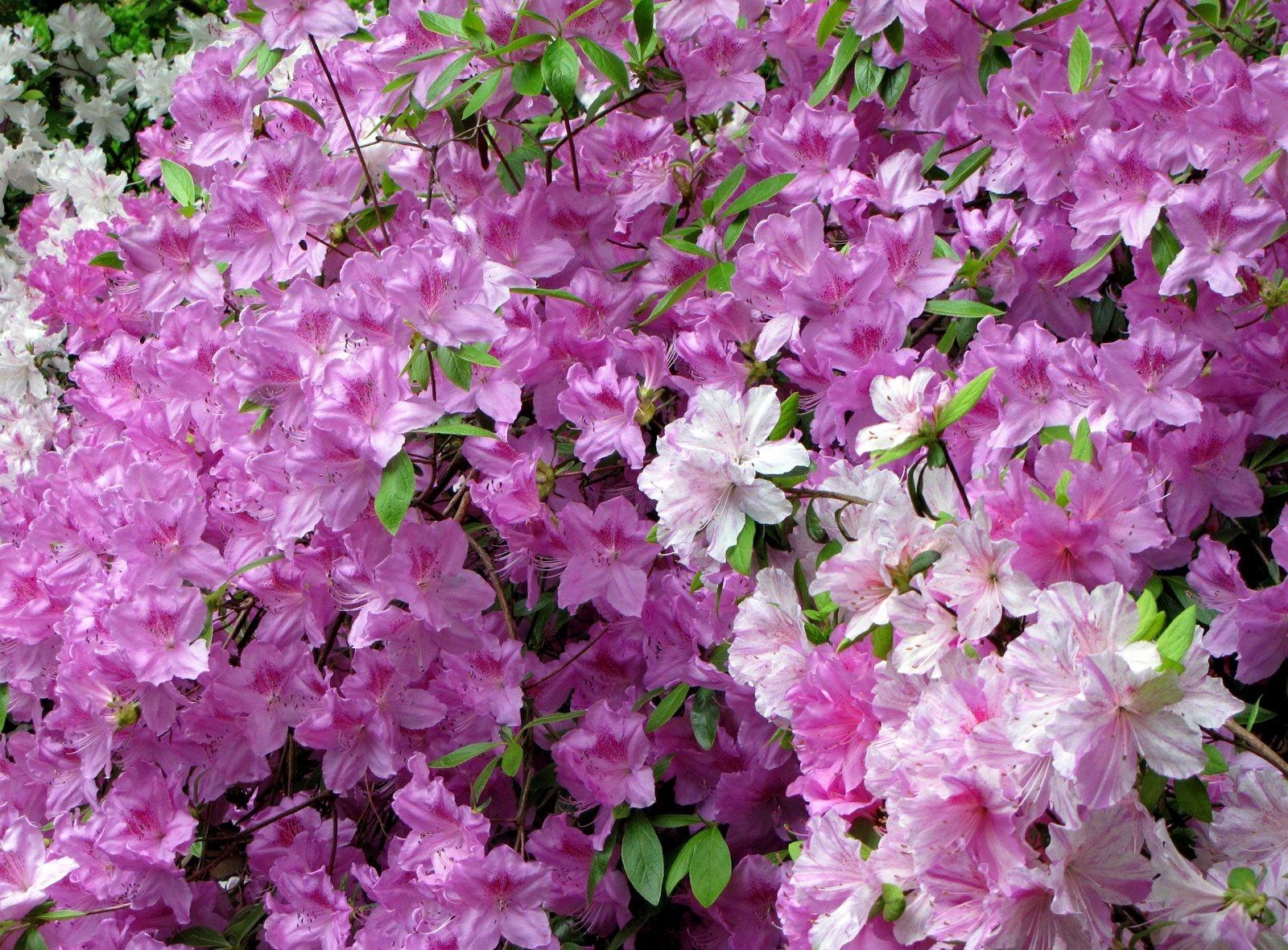 140335壁紙のダウンロードフラワーズ, 葉, 美しさ, 美, 咲く, 開花, つつじ-スクリーンセーバーと写真を無料で