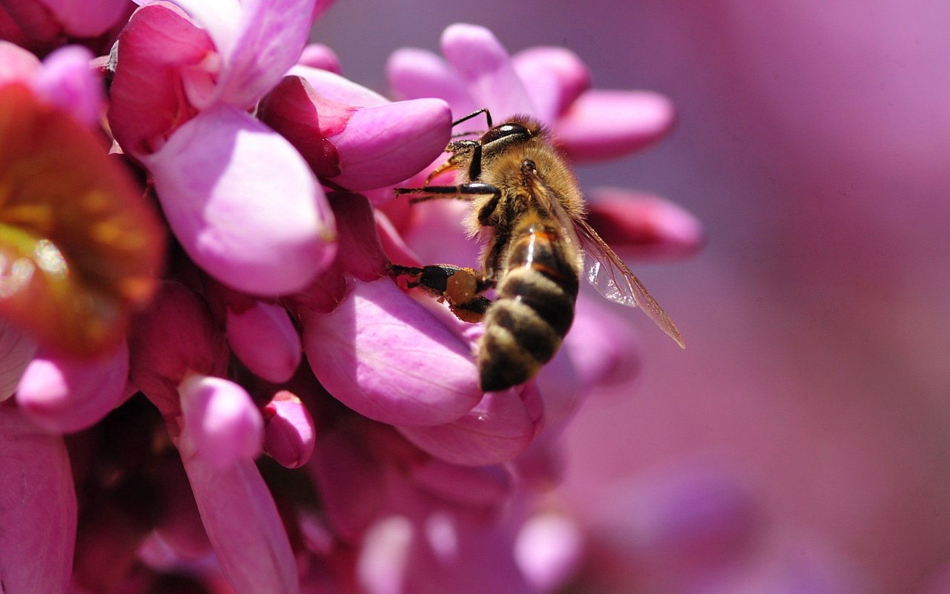 91646 скачать обои пчела, цветок, макро, розовый, опыление - заставки и картинки бесплатно