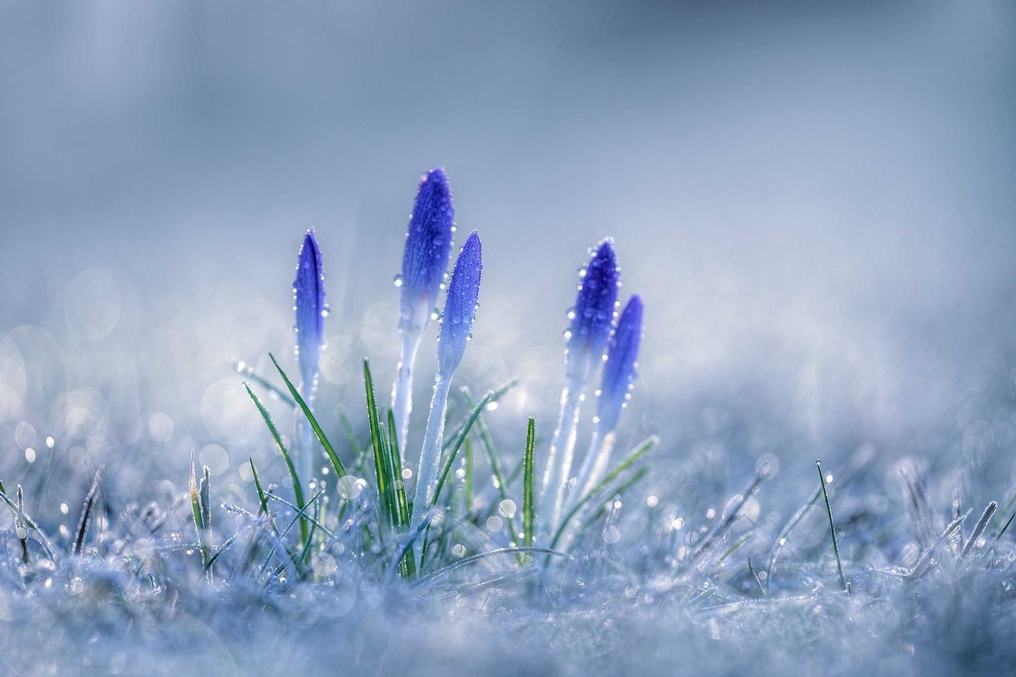 Download mobile wallpaper Nature, Flowers, Flower, Close Up, Earth, Bokeh, Crocus, Blue Flower for free.