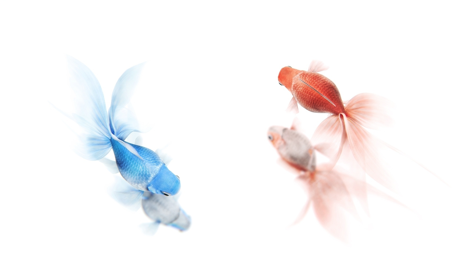 Goldfish HD Wallpapers:Amazon.ca:Appstore for Android