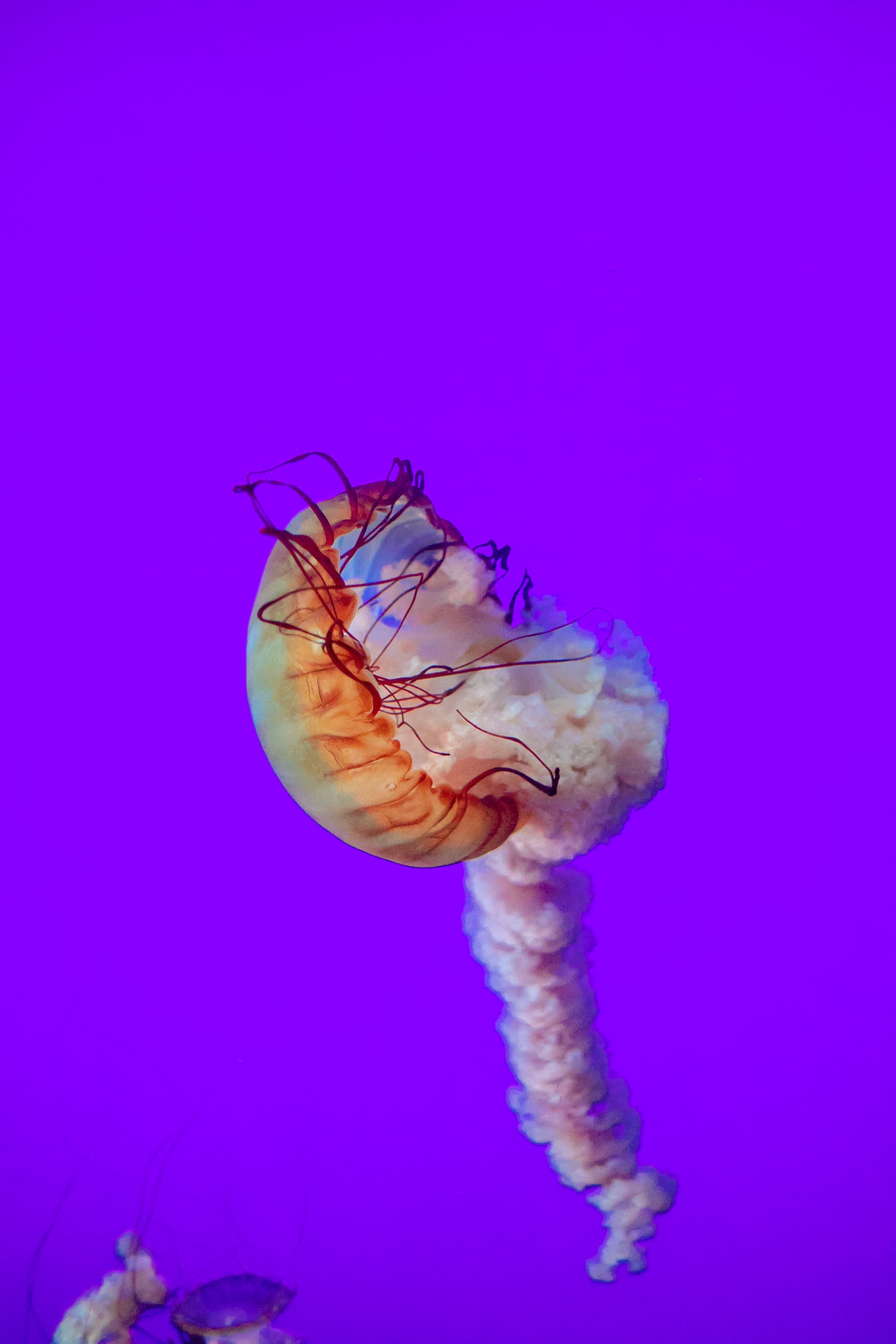 animals, sea, jellyfish, underwater world, tentacles, depth Desktop Wallpaper