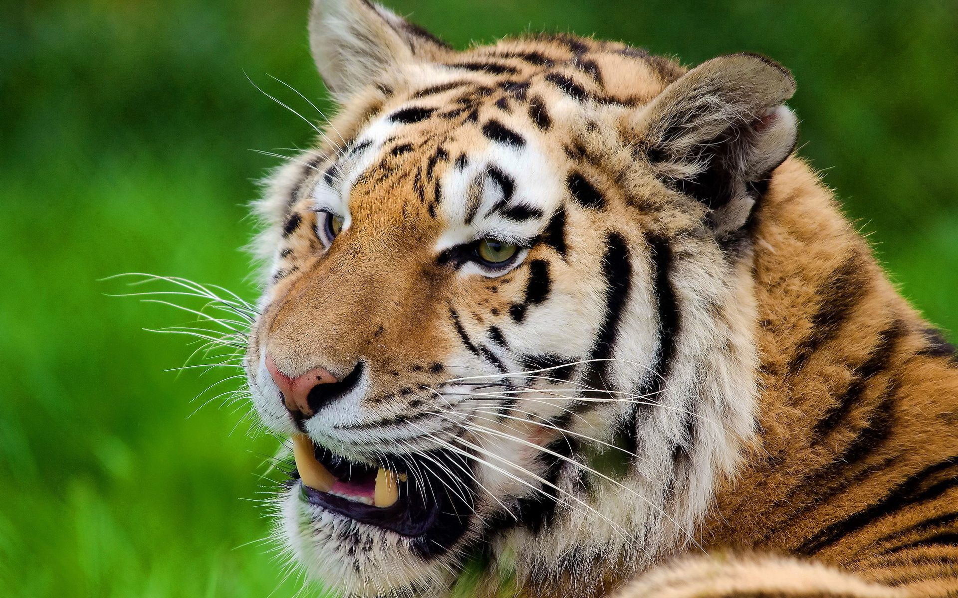 98427 descargar fondo de pantalla animales, sonrisa, bozal, depredador, tigre: protectores de pantalla e imágenes gratis