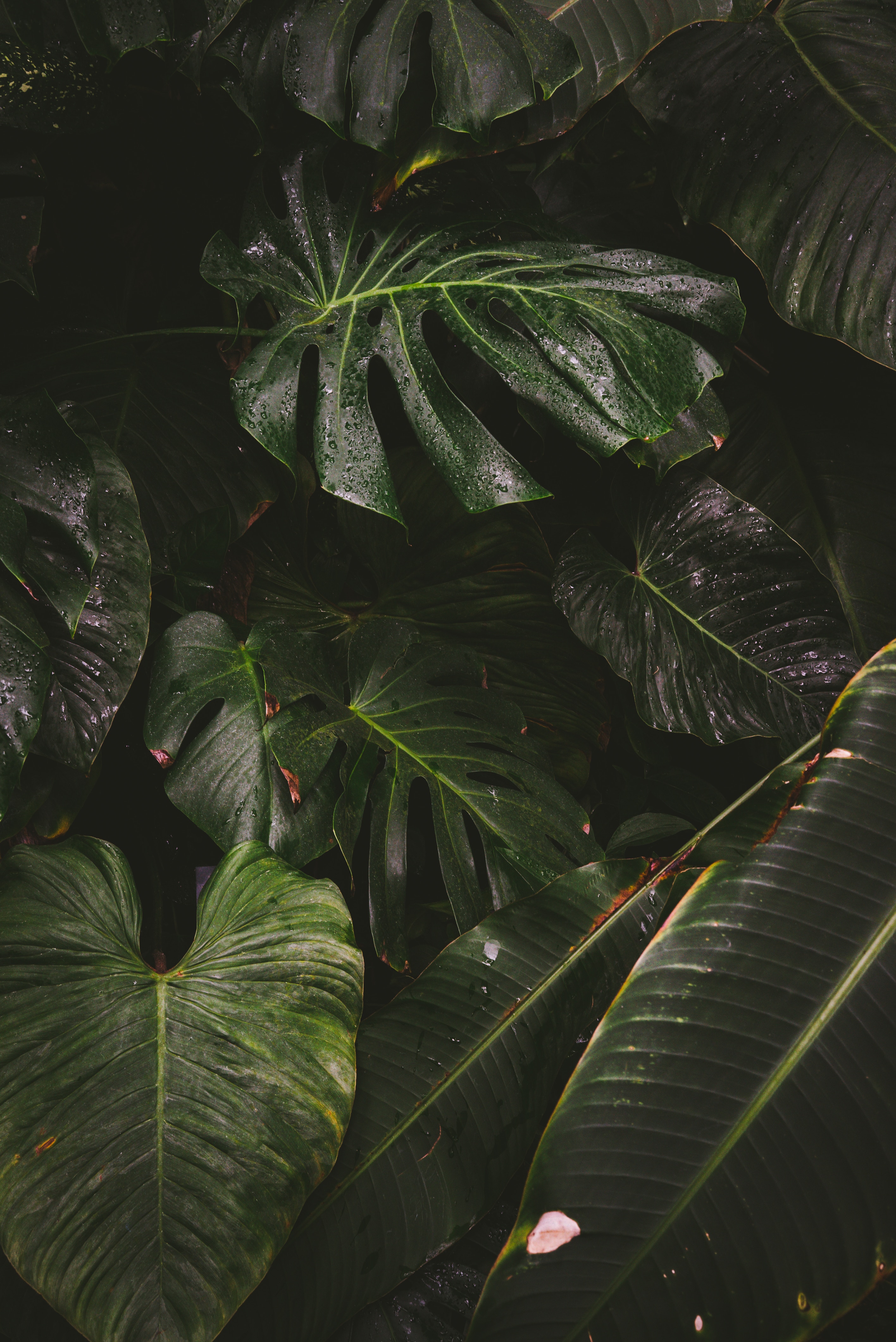 plant, monstera, leaves, nature, drops, liana mobile wallpaper