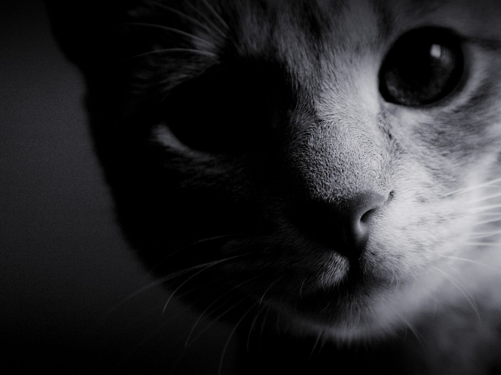Download mobile wallpaper Wool, Muzzle, Chb, Nose, Bw, Cat, Eyes, Dark for free.