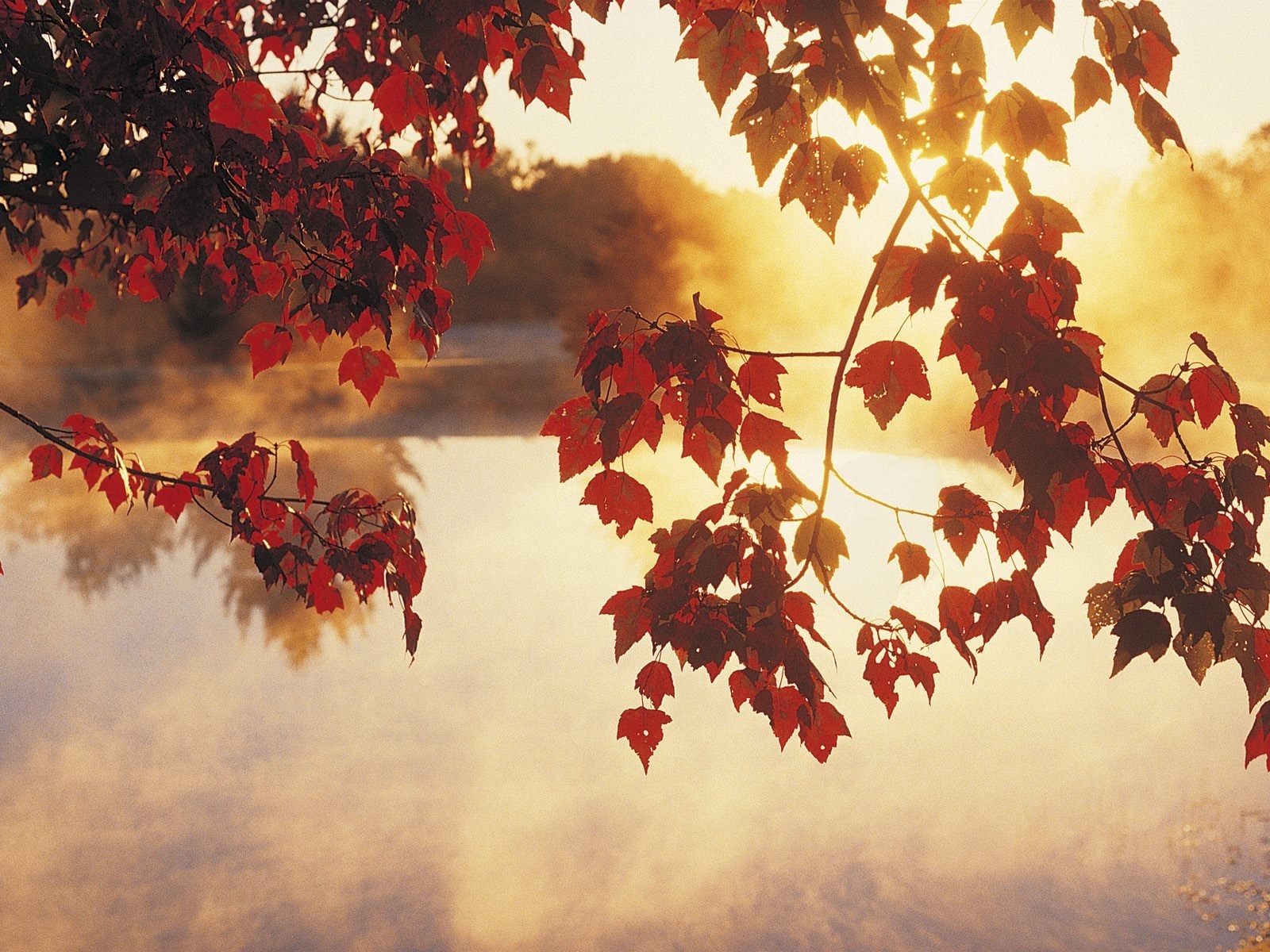 Скачать картинку Солнце, Вода, Закат, Листья, Растения, Осень в телефон бесплатно.